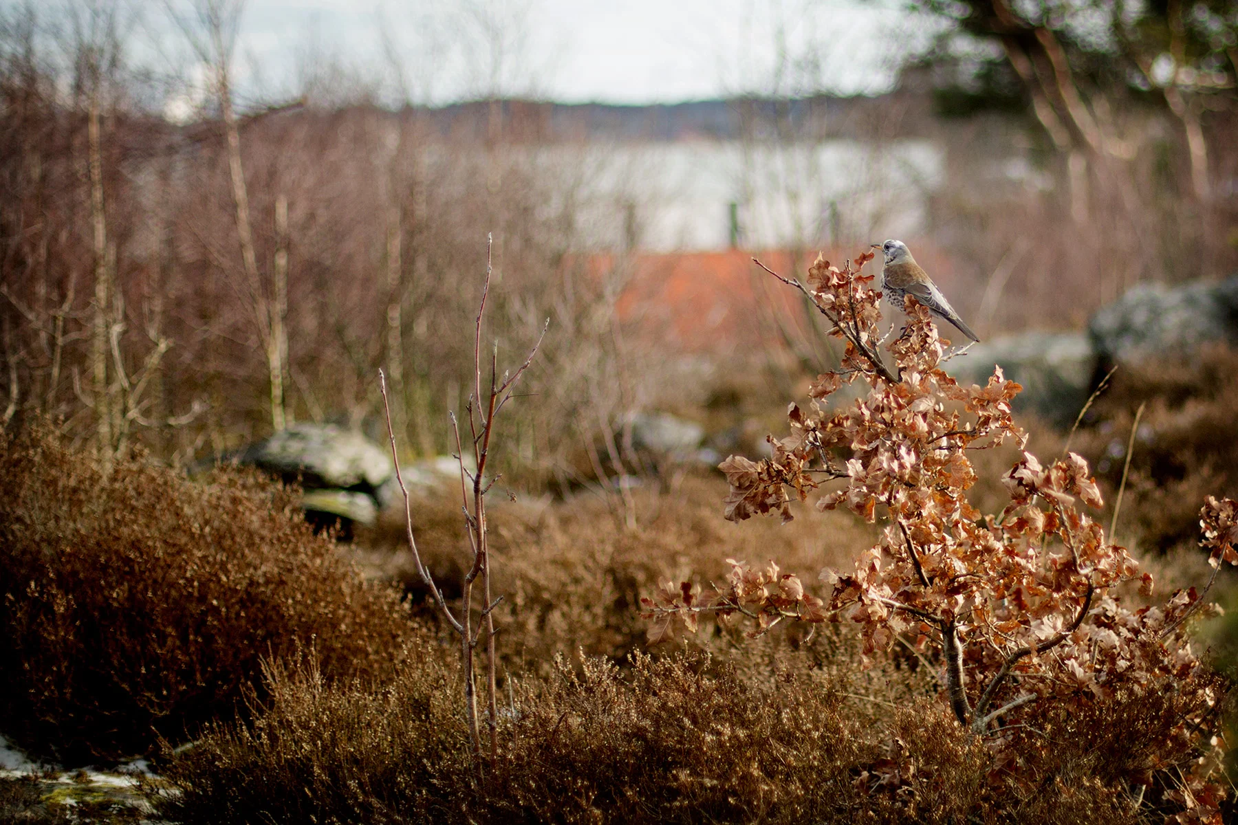 blogg-170212storaberget2.jpg
