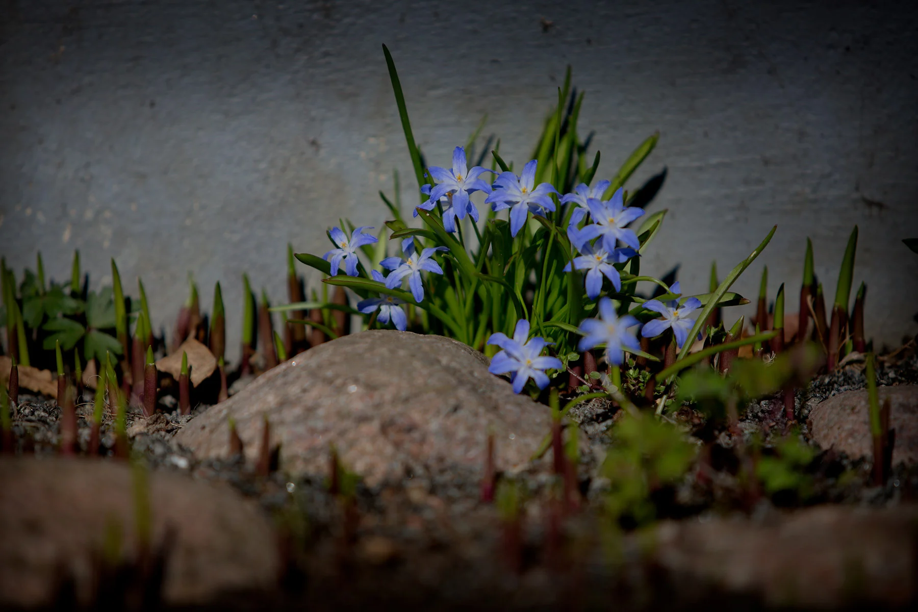 blogg-170411hosfarmor3.jpg