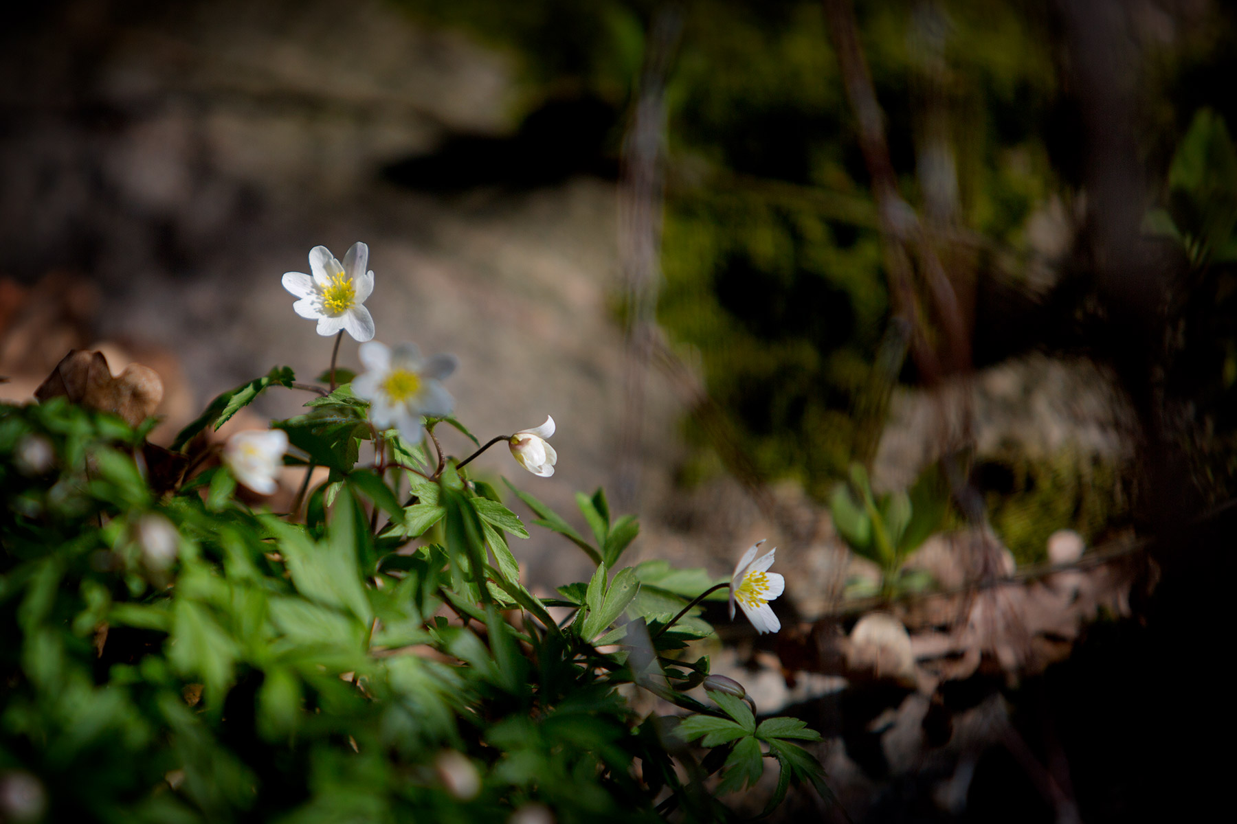 blogg-170411hosfarmor6.jpg