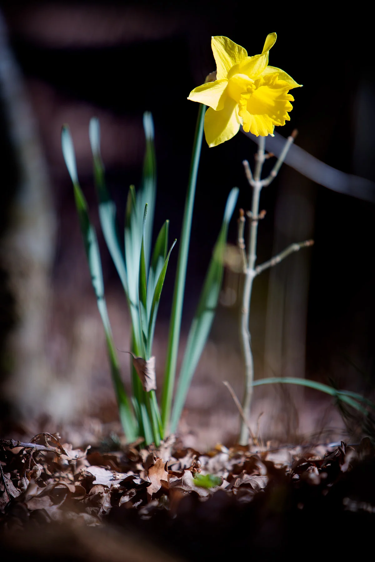 blogg-170411hosfarmor9.jpg