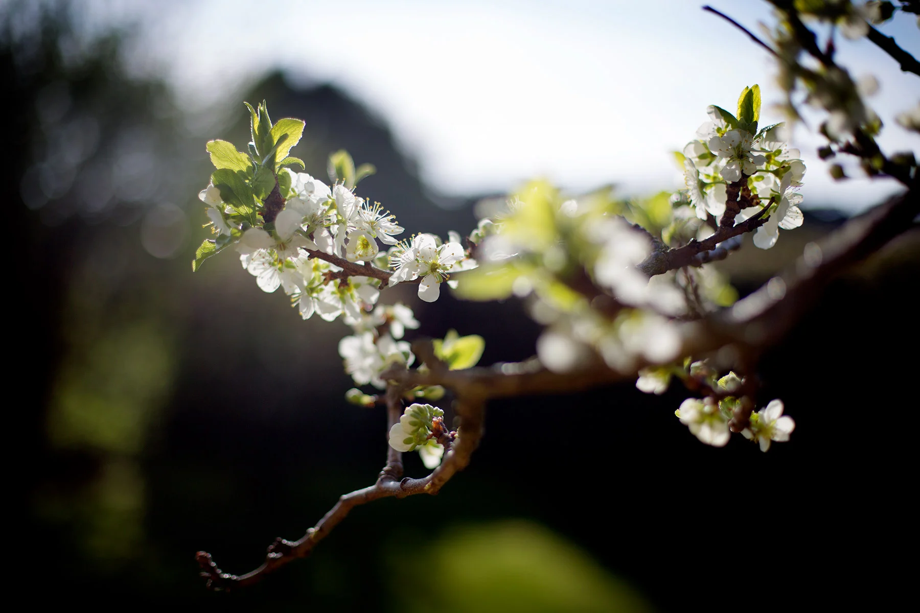 Körsbärsträdet blommar än