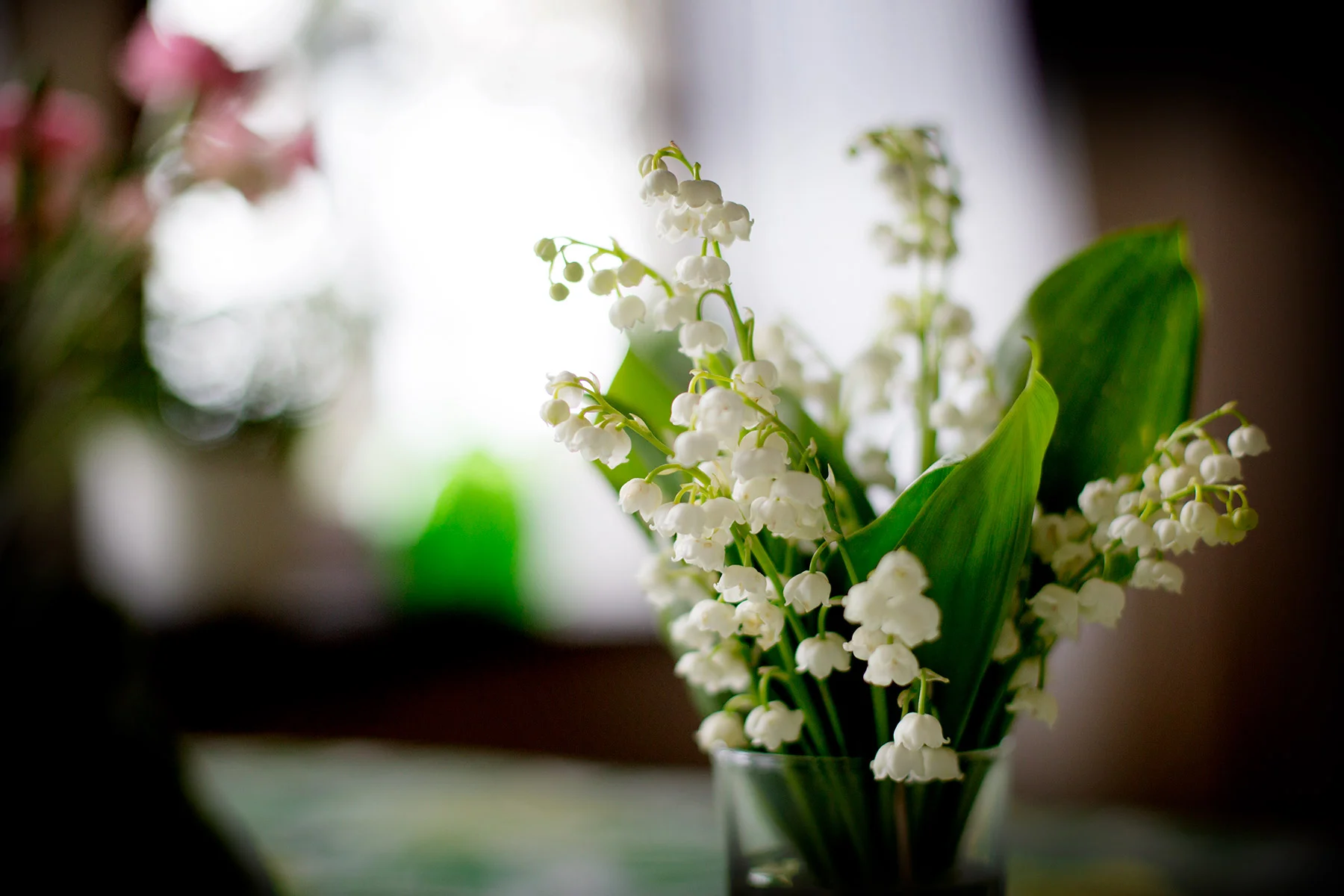 blogg-170520hosfarmor7.jpg