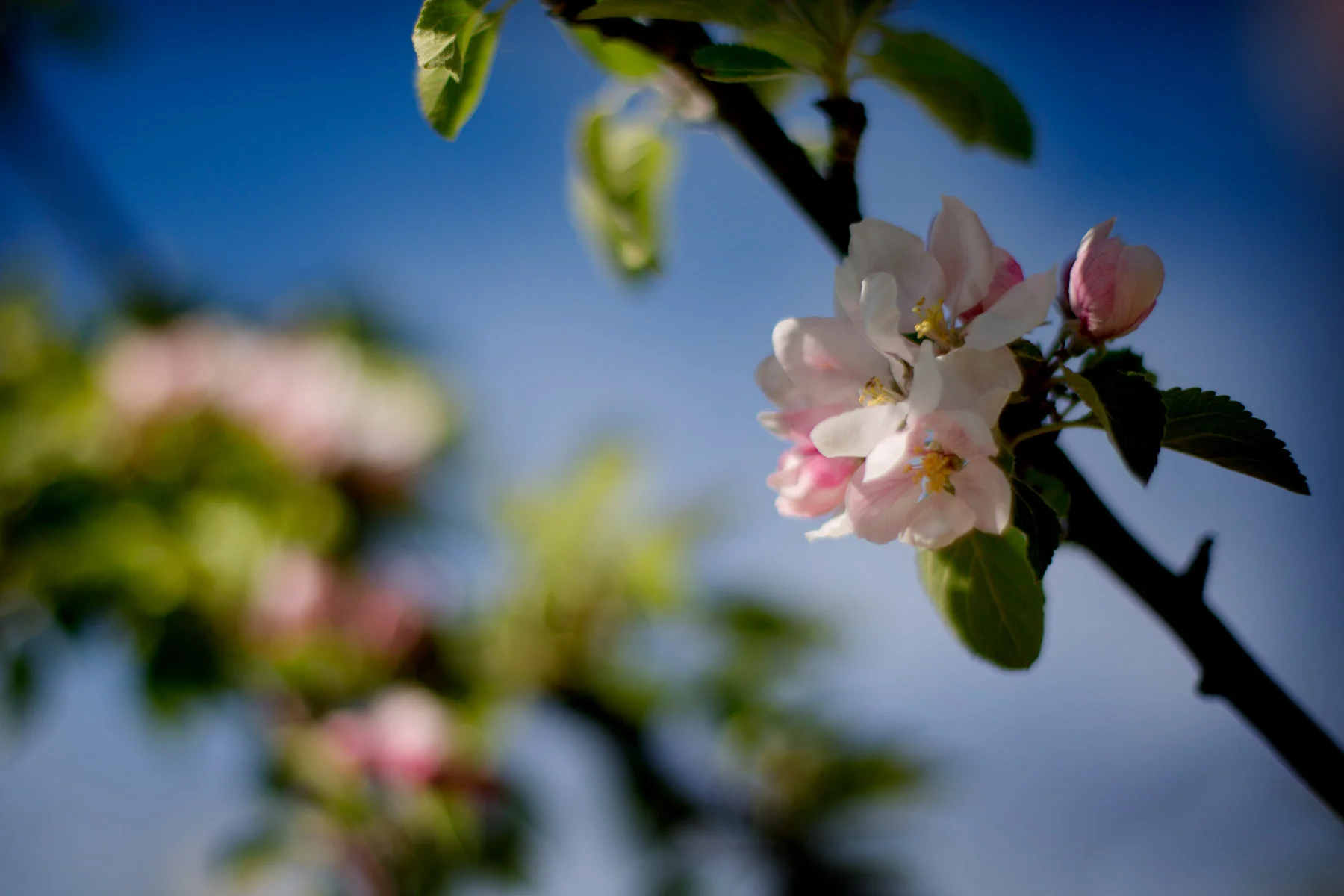 blogg-170525tradgarden1.jpg