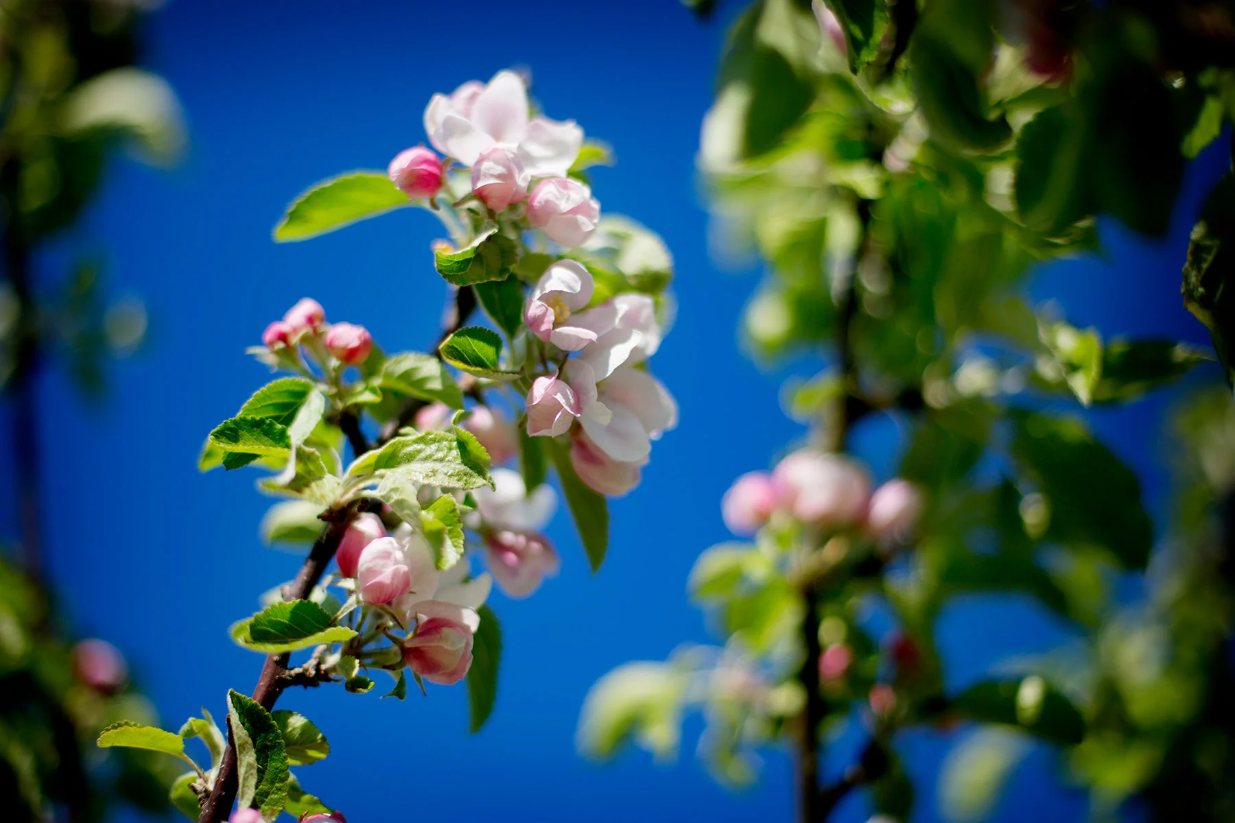 blogg-170525tradgarden10.jpg