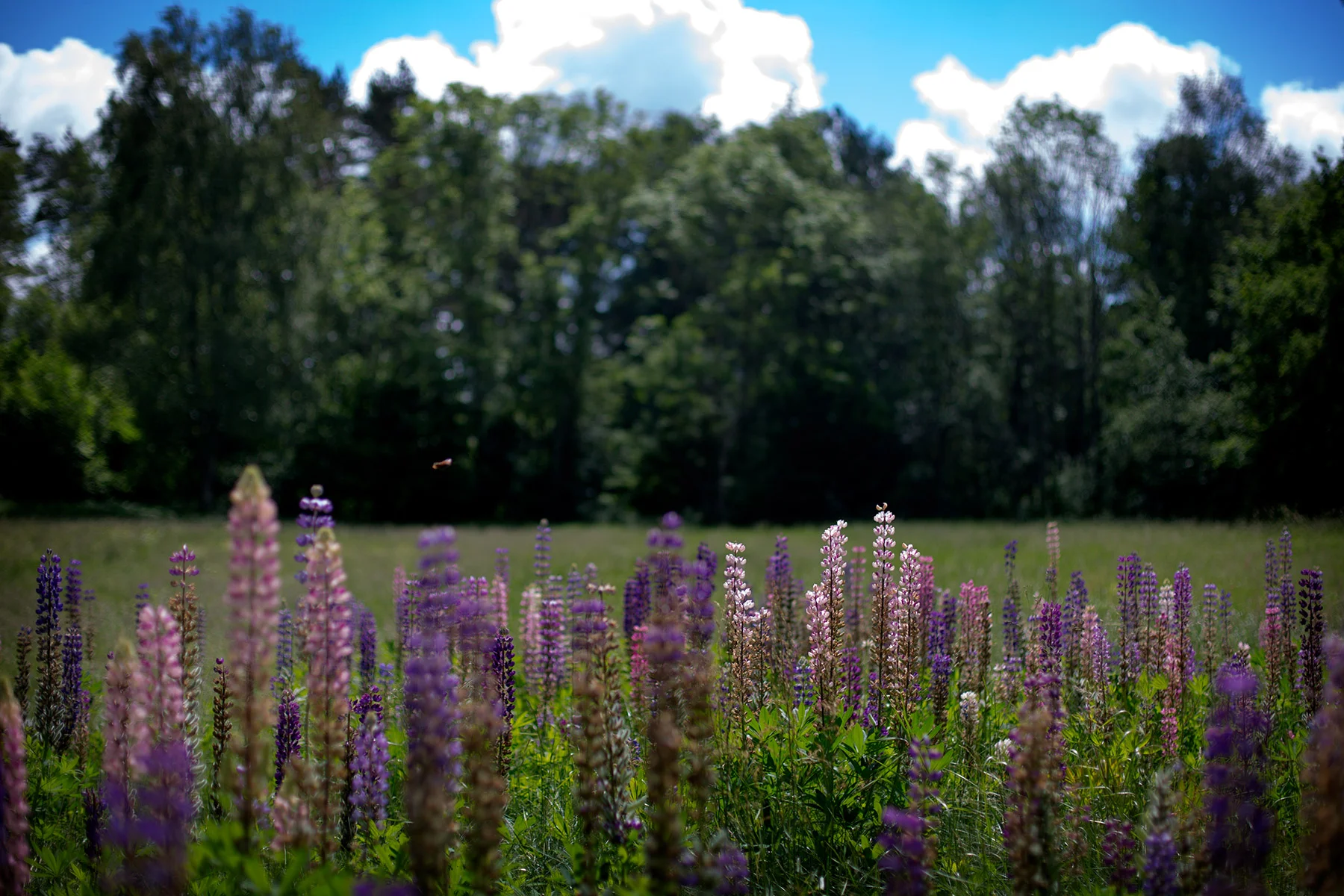 blogg-170618skogen1.jpg