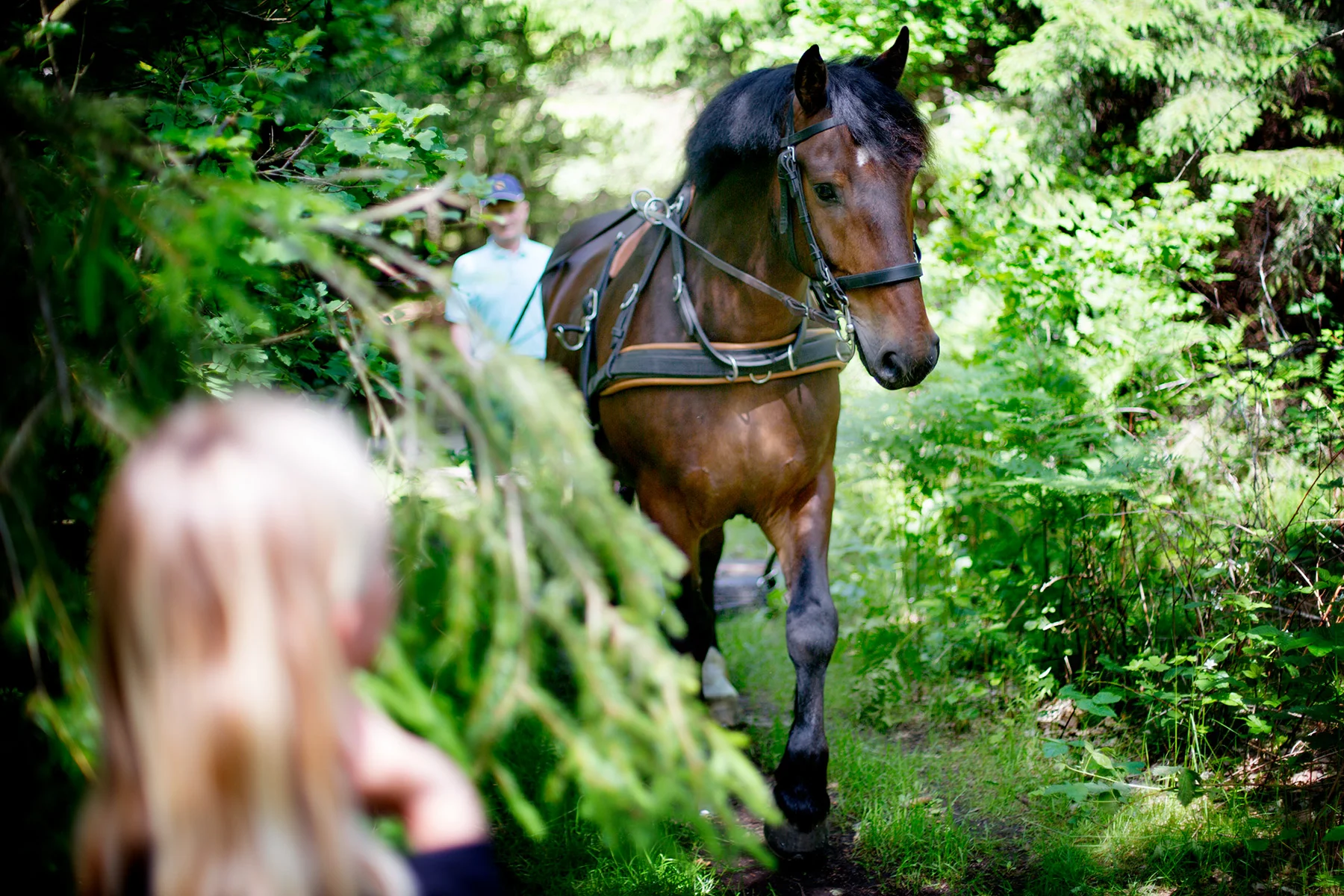 blogg-170618skogen5.jpg