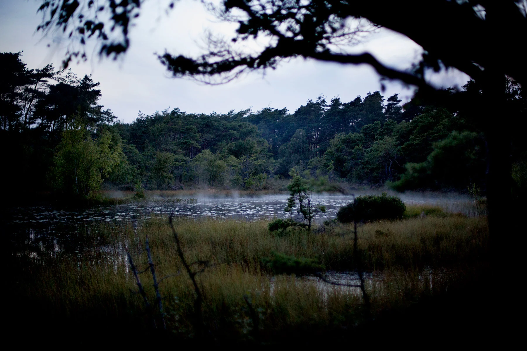 blogg-170816taltaiskogen24.jpg