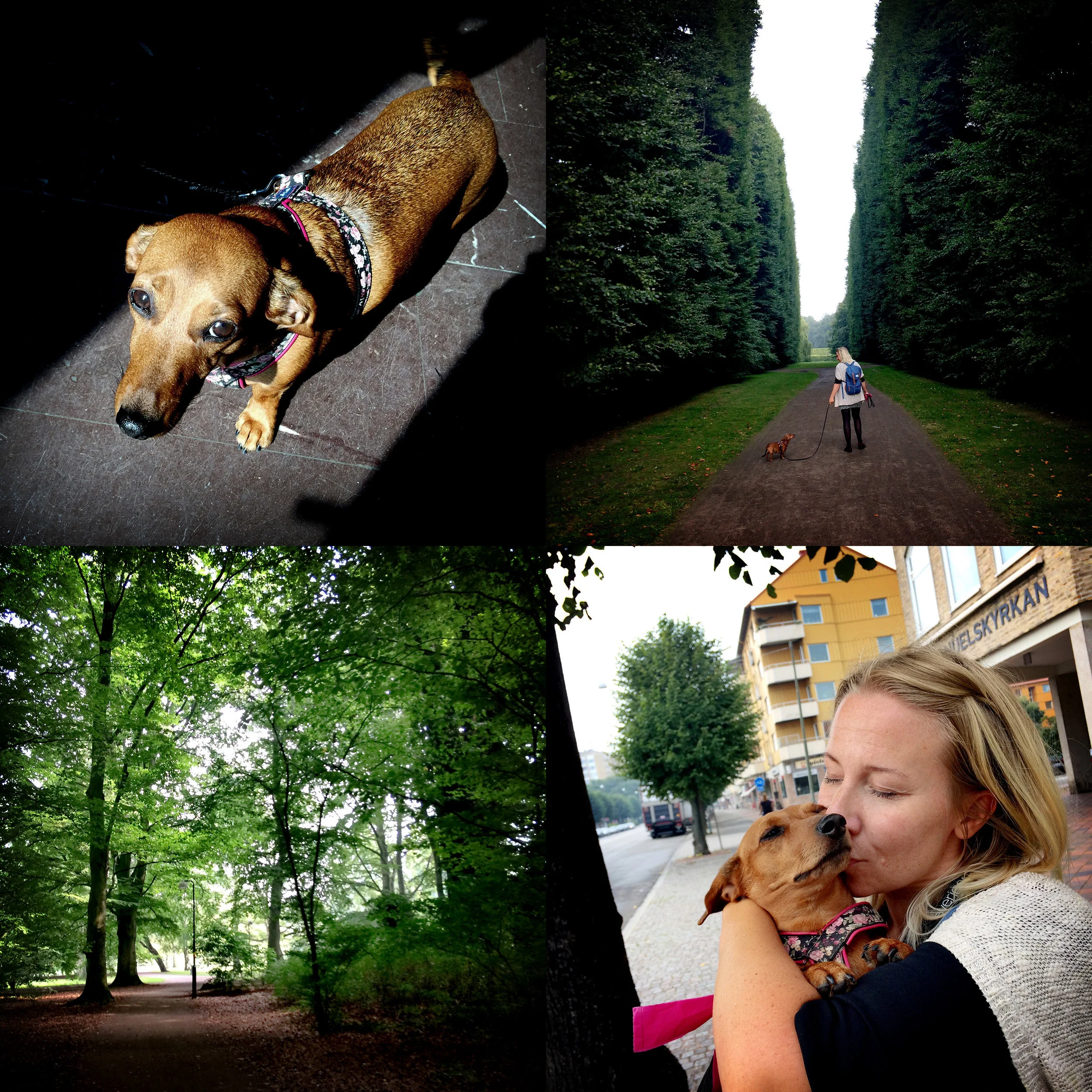 blogg-170830emmahundenrut.jpg