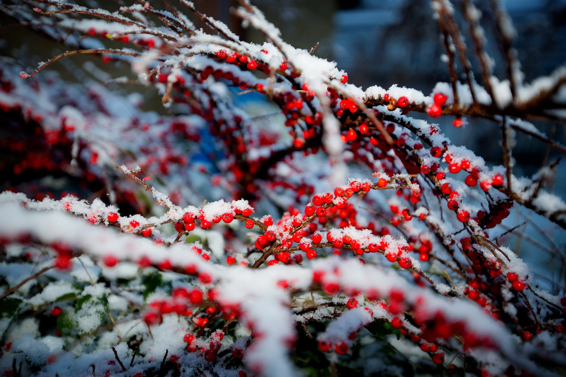 blogg-171210sno6.jpg