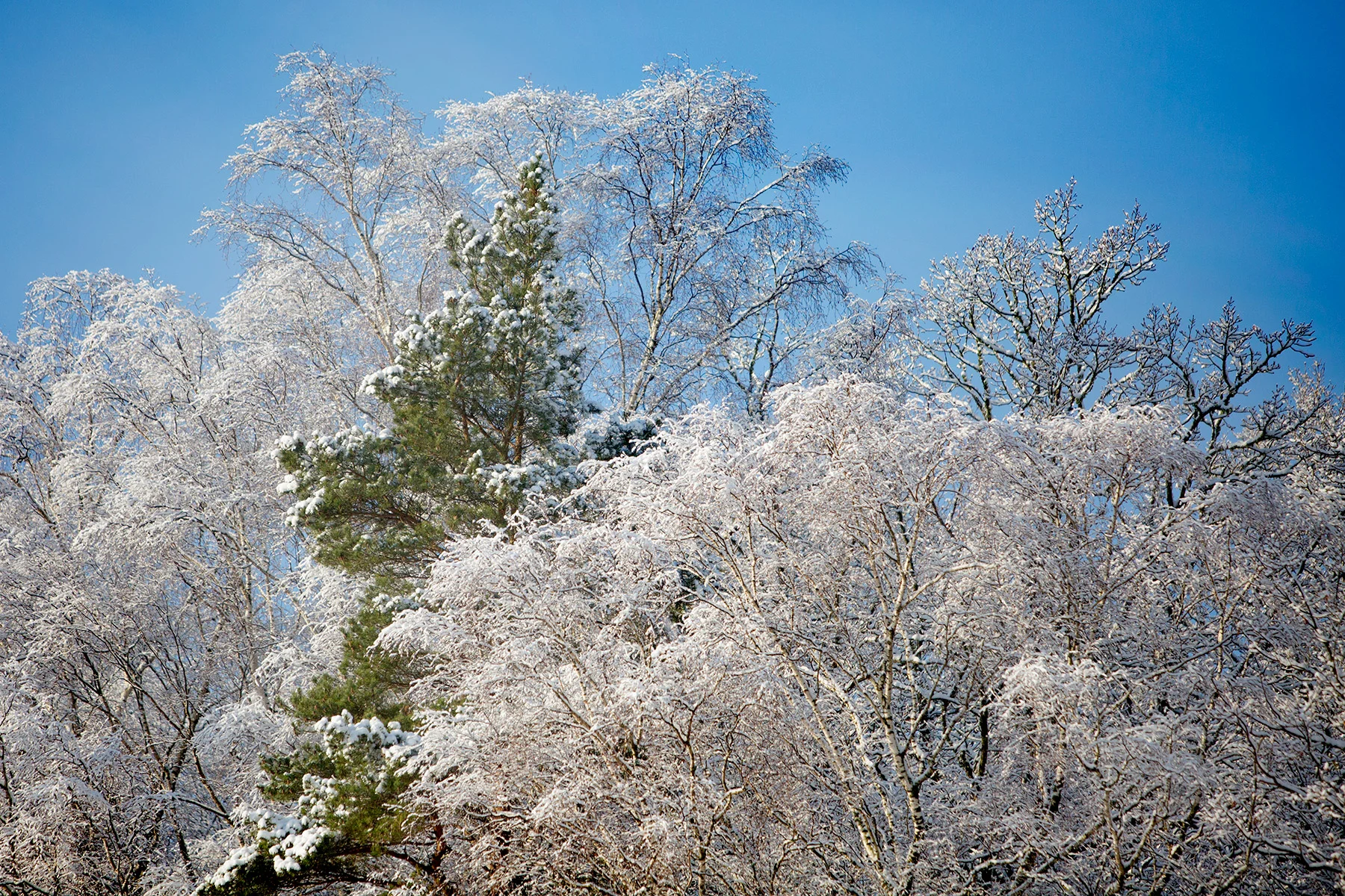 blogg-171217snowraceramb10.jpg