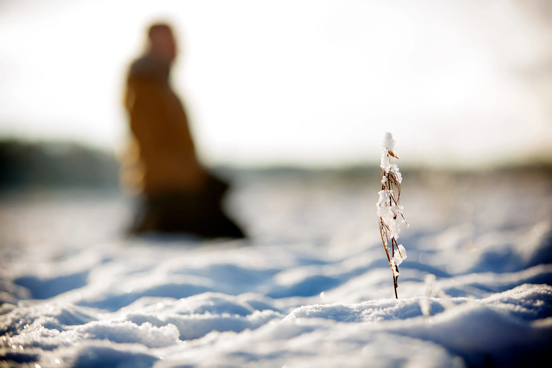 blogg-171217snowraceramb18.jpg