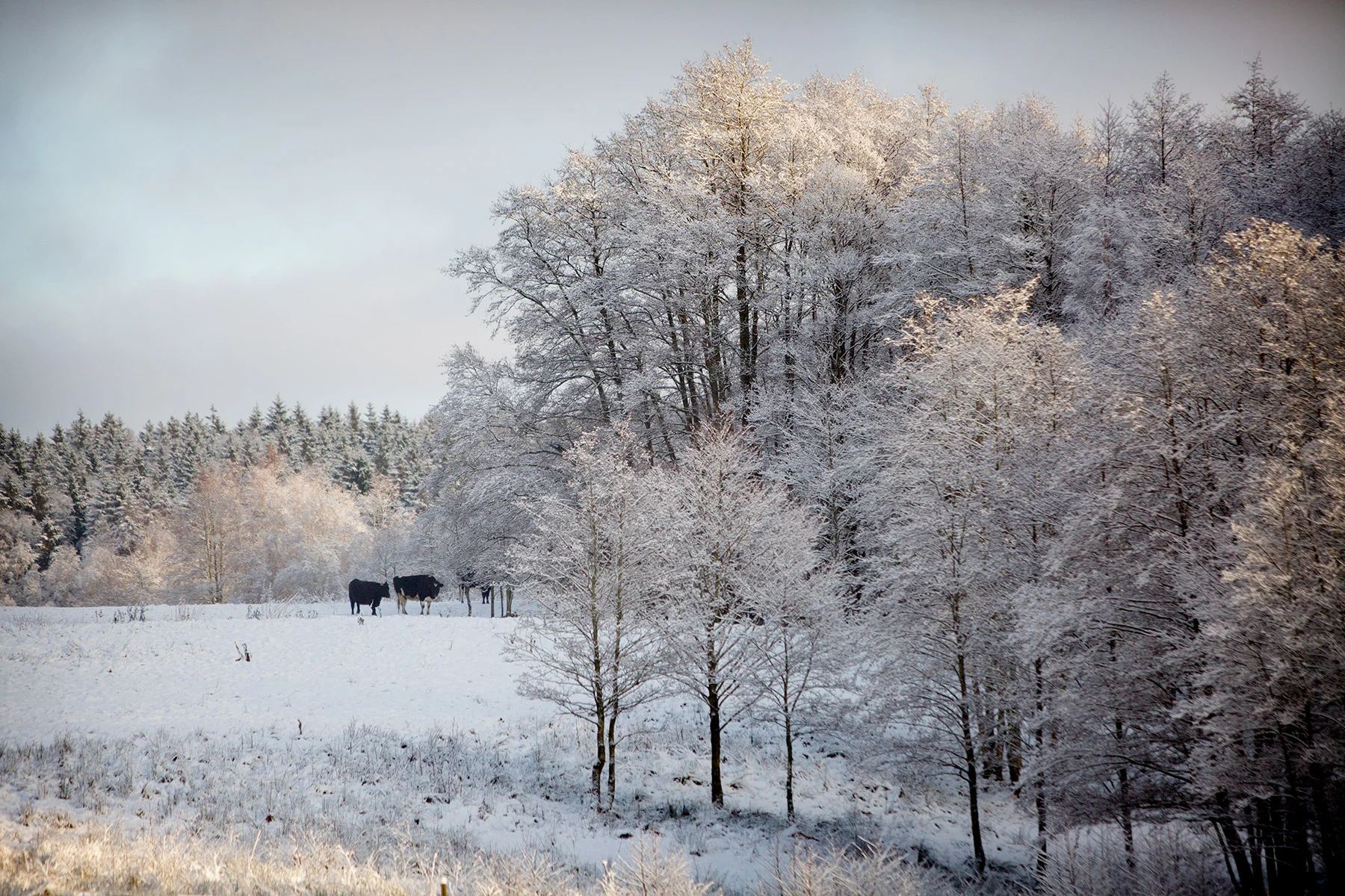 blogg-171217snowraceramb21.jpg