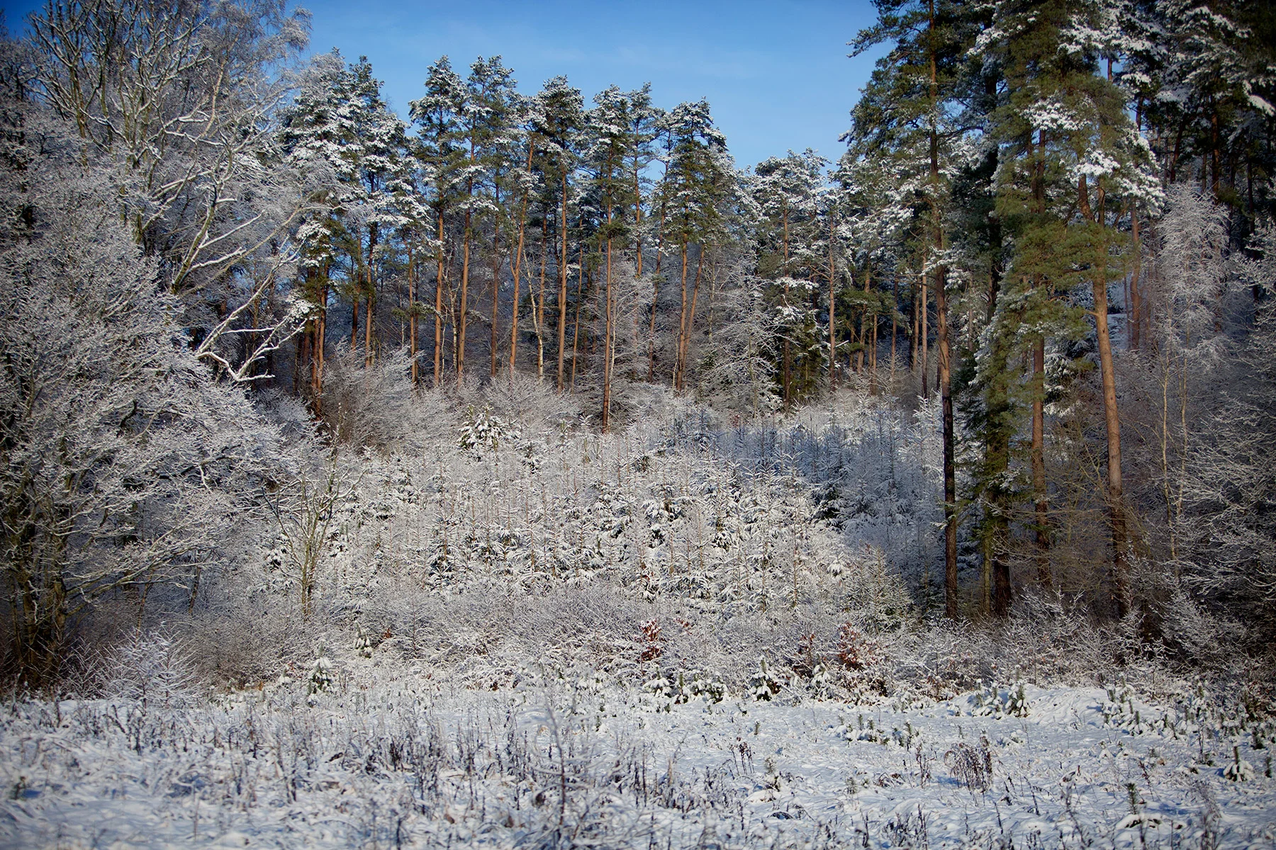blogg-171217granhuggning3.jpg