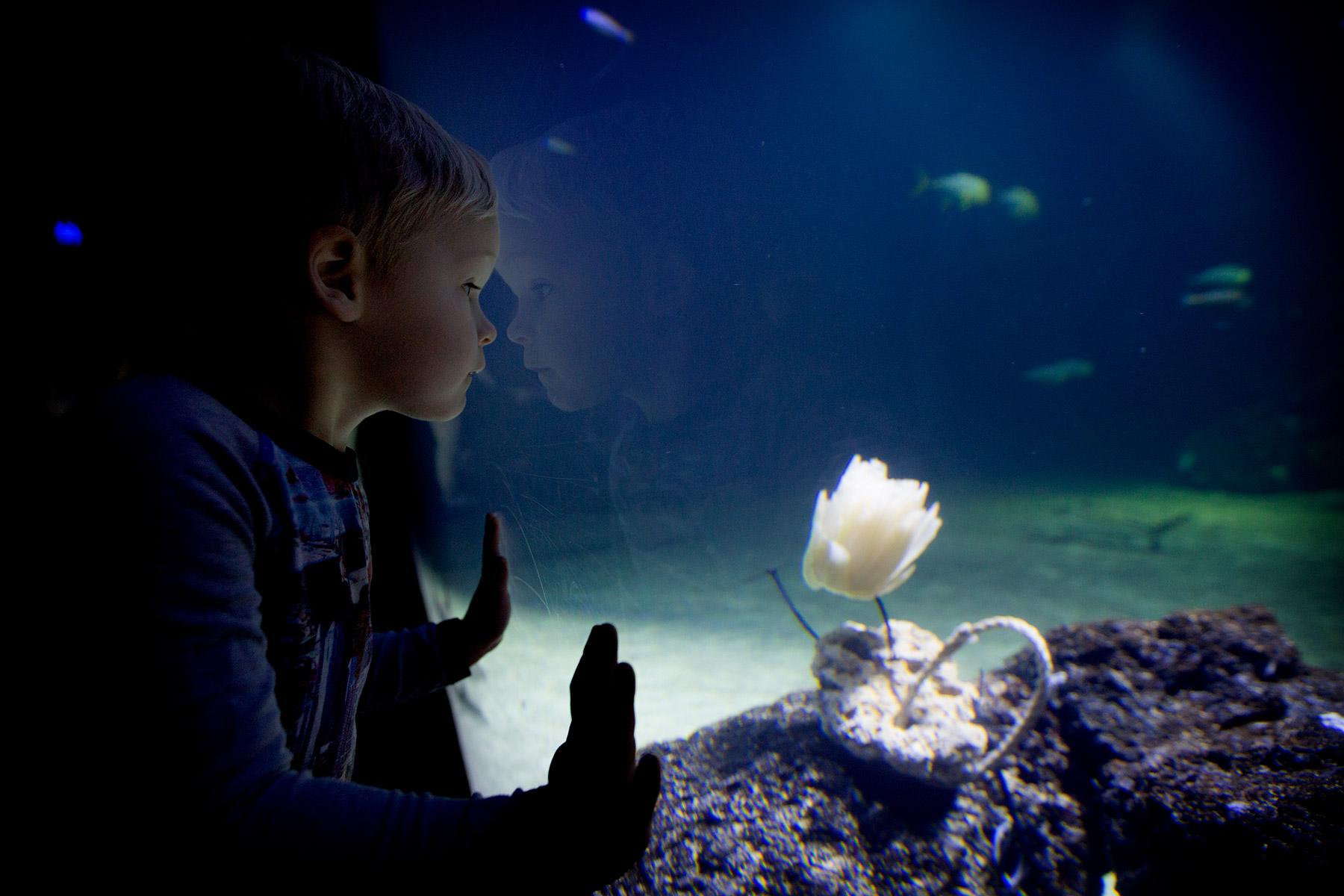 blogg-171227universeum14.jpg