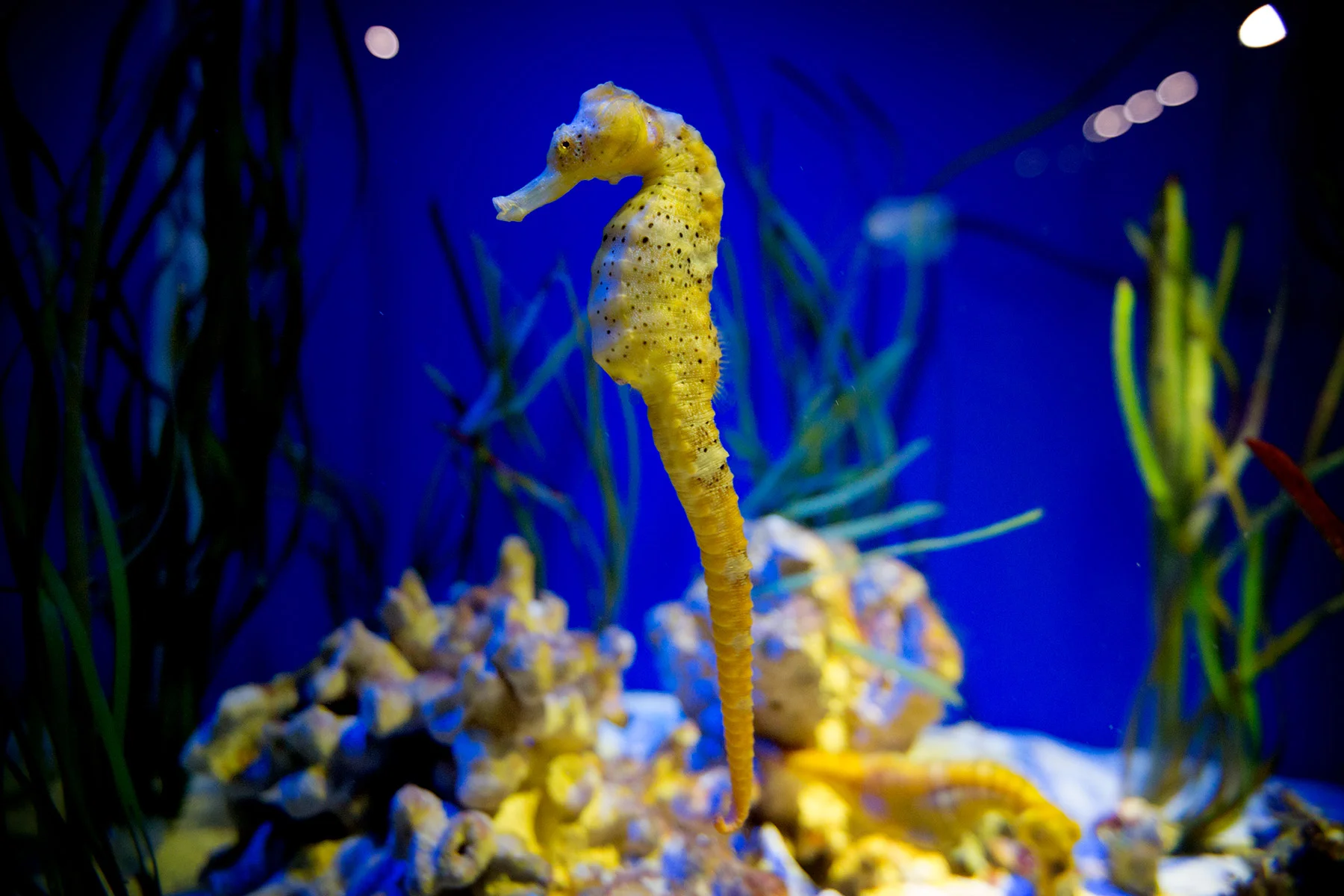 blogg-171227universeum16.jpg