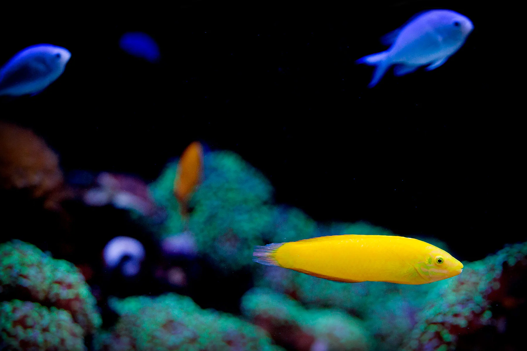 blogg-171227universeum18.jpg