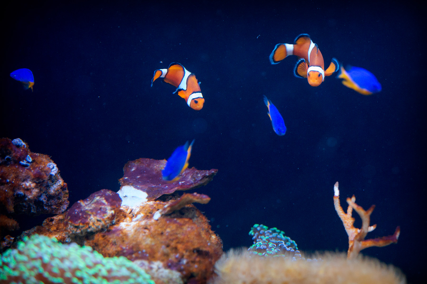 blogg-171227universeum19.jpg