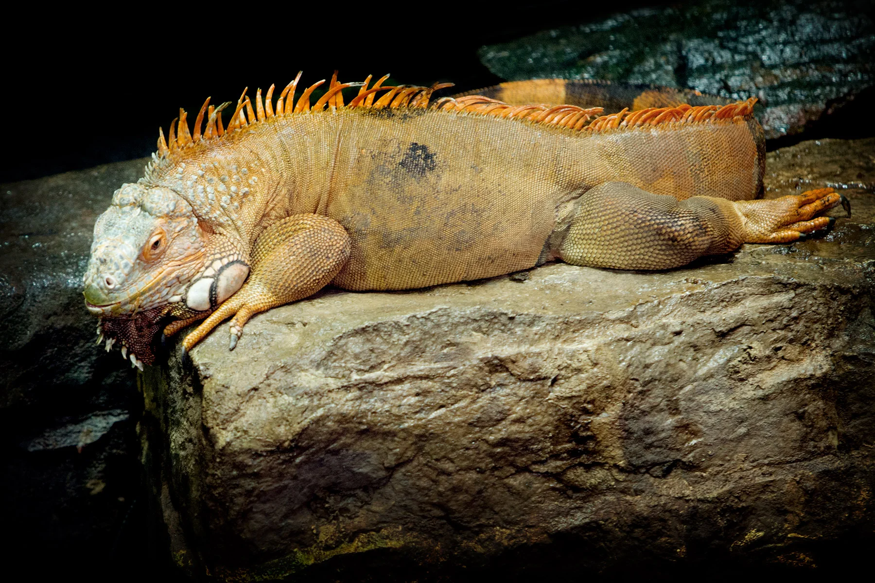 blogg-171227universeum21.jpg