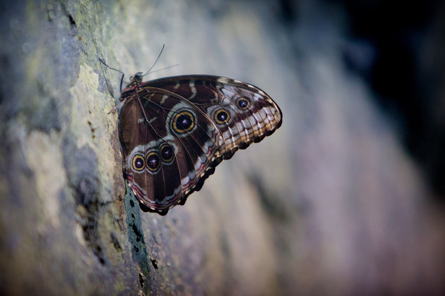blogg-171227universeum26.jpg