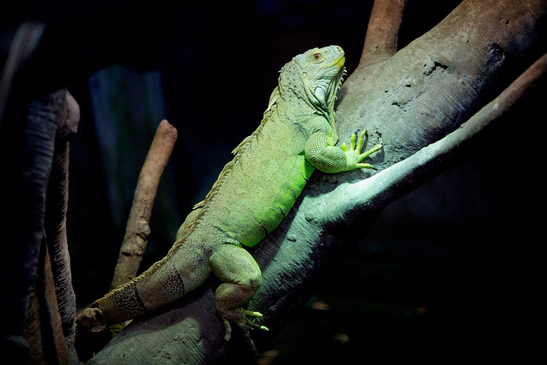 blogg-171227universeum30.jpg
