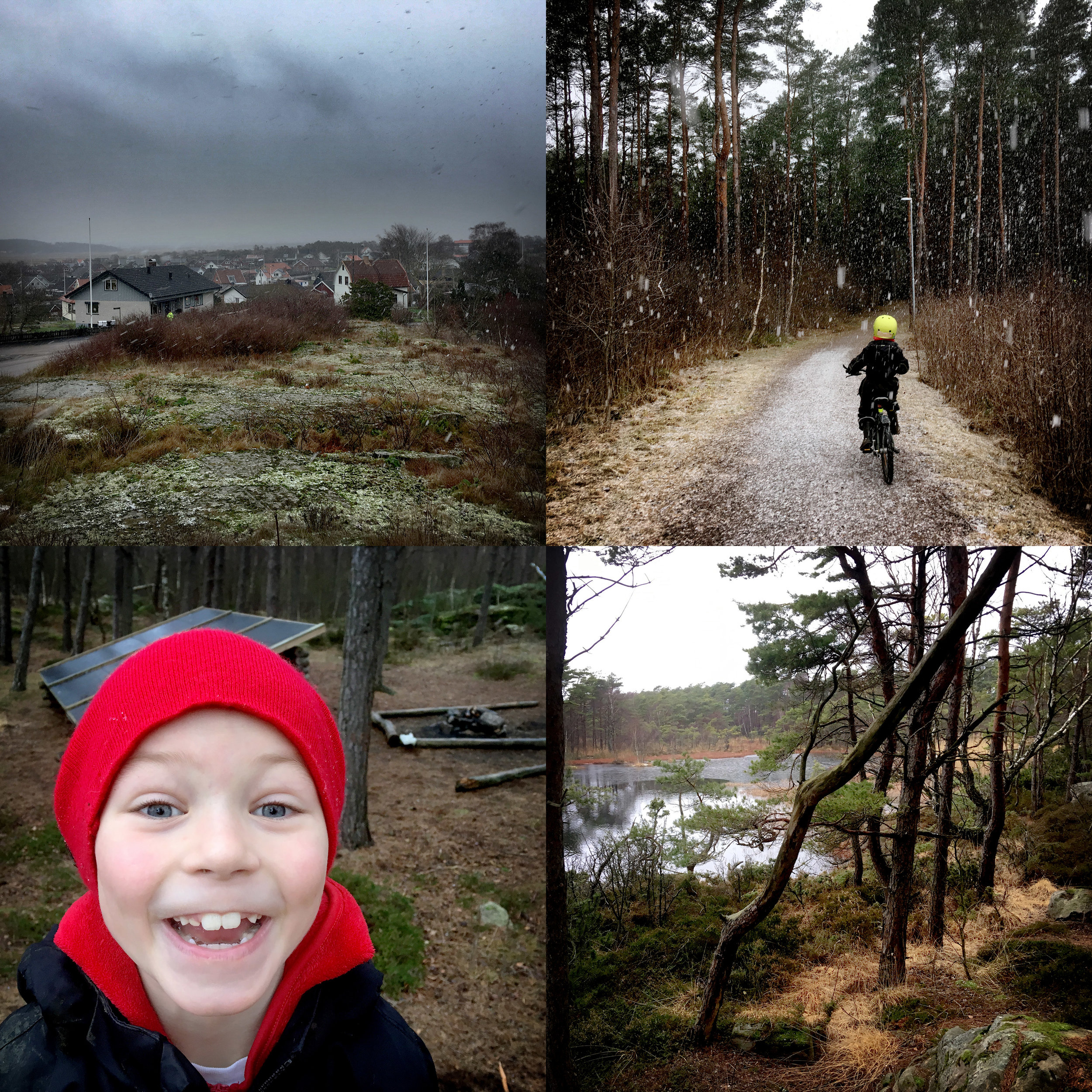 Snöfall och kottkrig