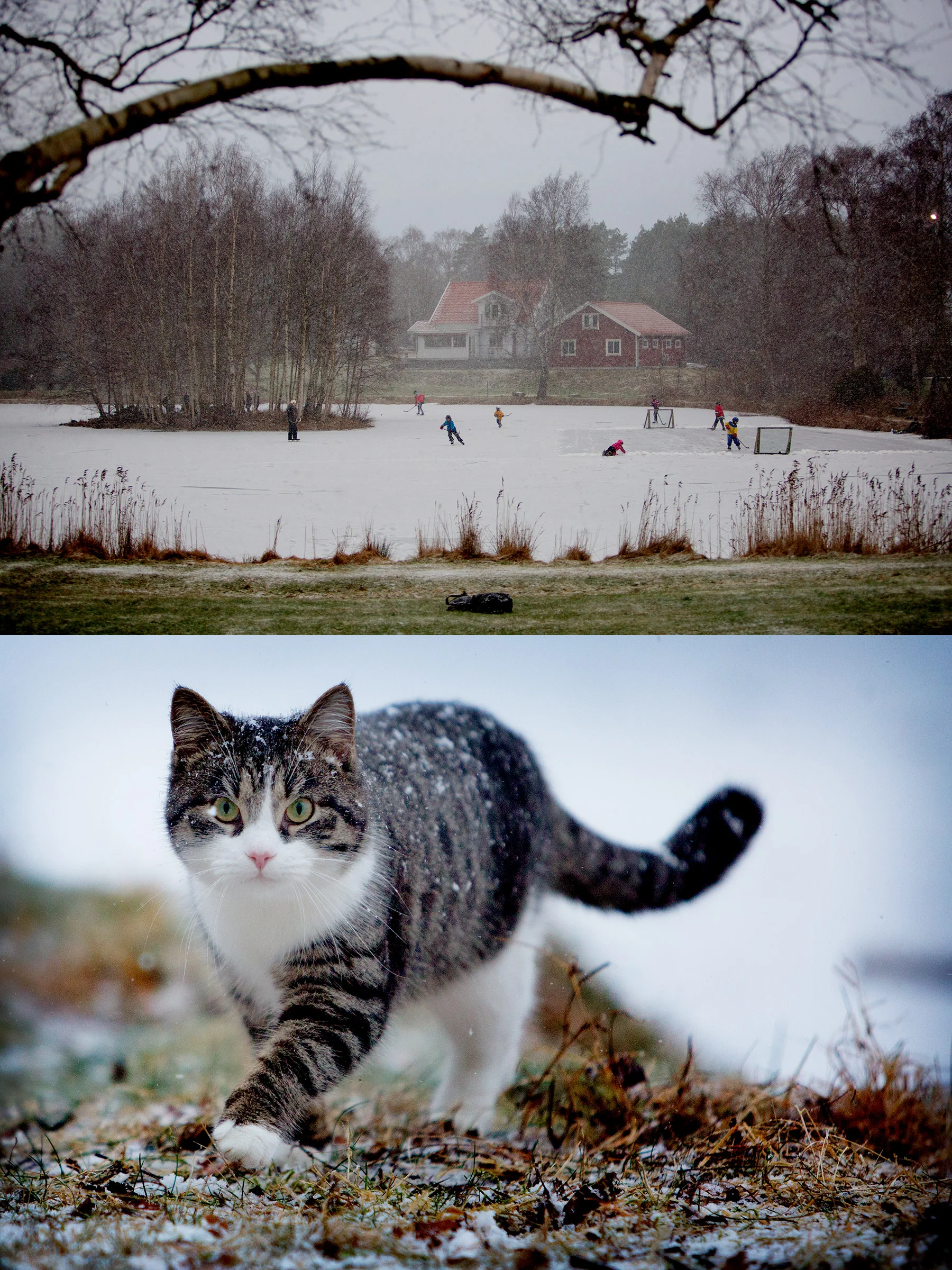 Snön faller och Guttaredsmossen håller