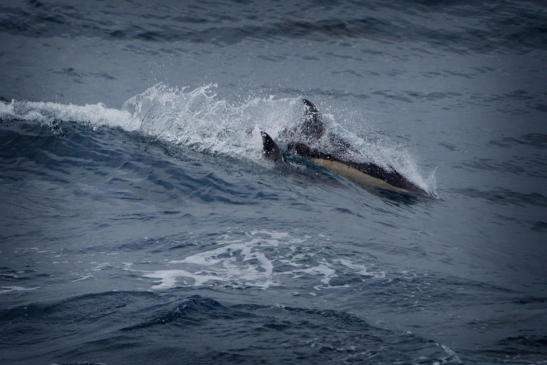 blogg-180217farjanportosanto18.jpg