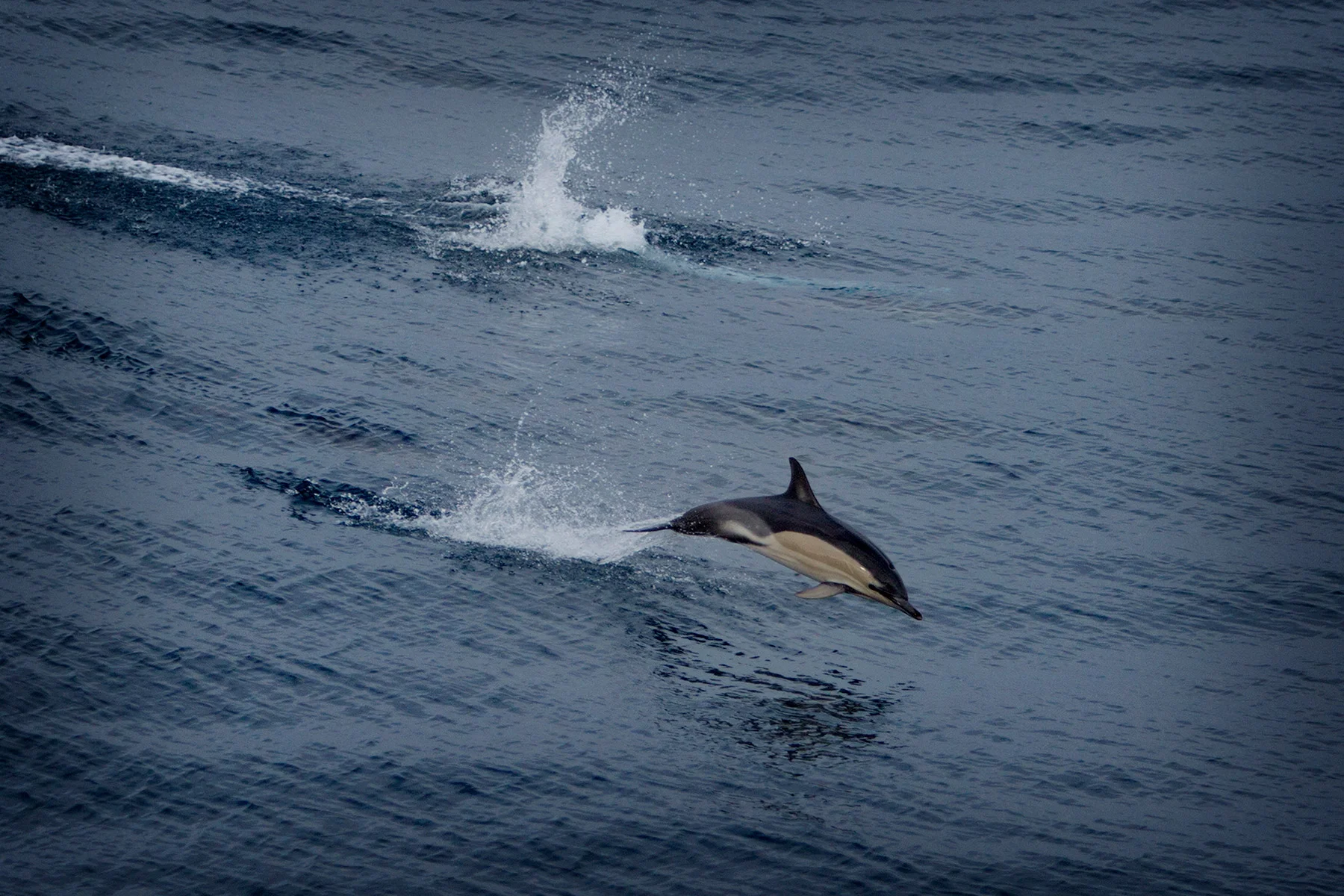 blogg-180217farjanportosanto19.jpg