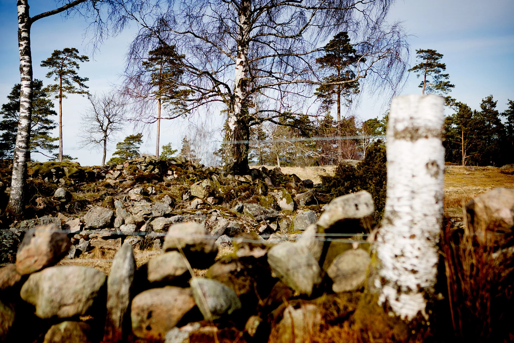blogg-180407tharstorpaskogen12.jpg