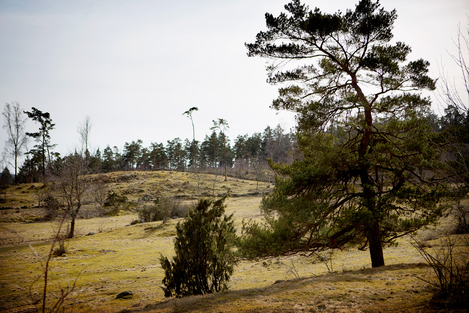 blogg-180407tharstorpaskogen14.jpg