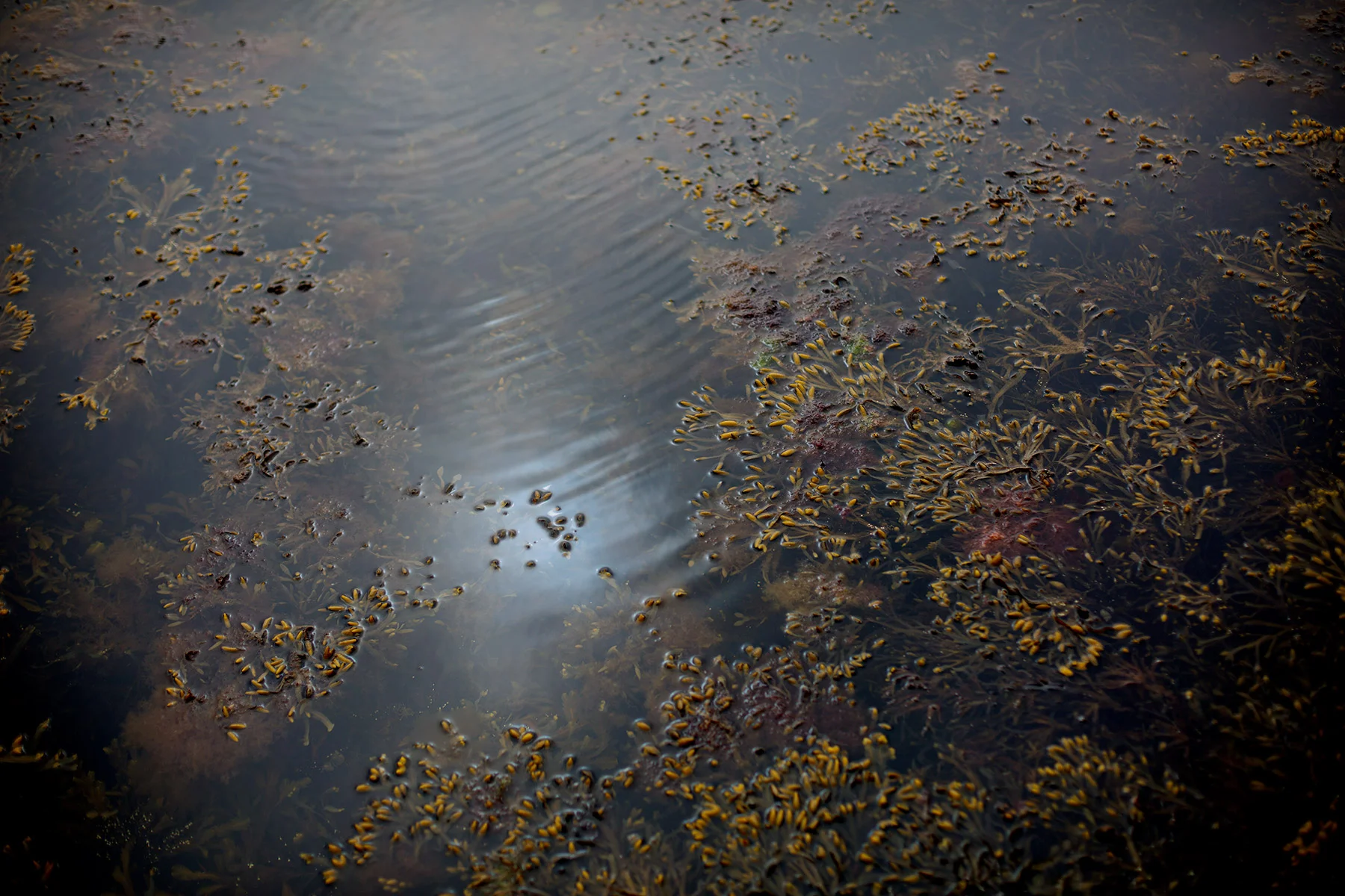 blogg-180422flakautflyktgloppe7.jpg