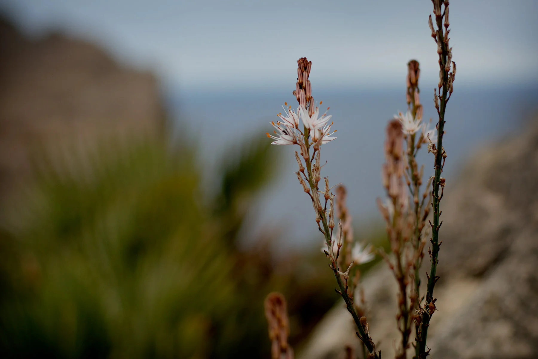 blogg-180504capdeformentor7.jpg