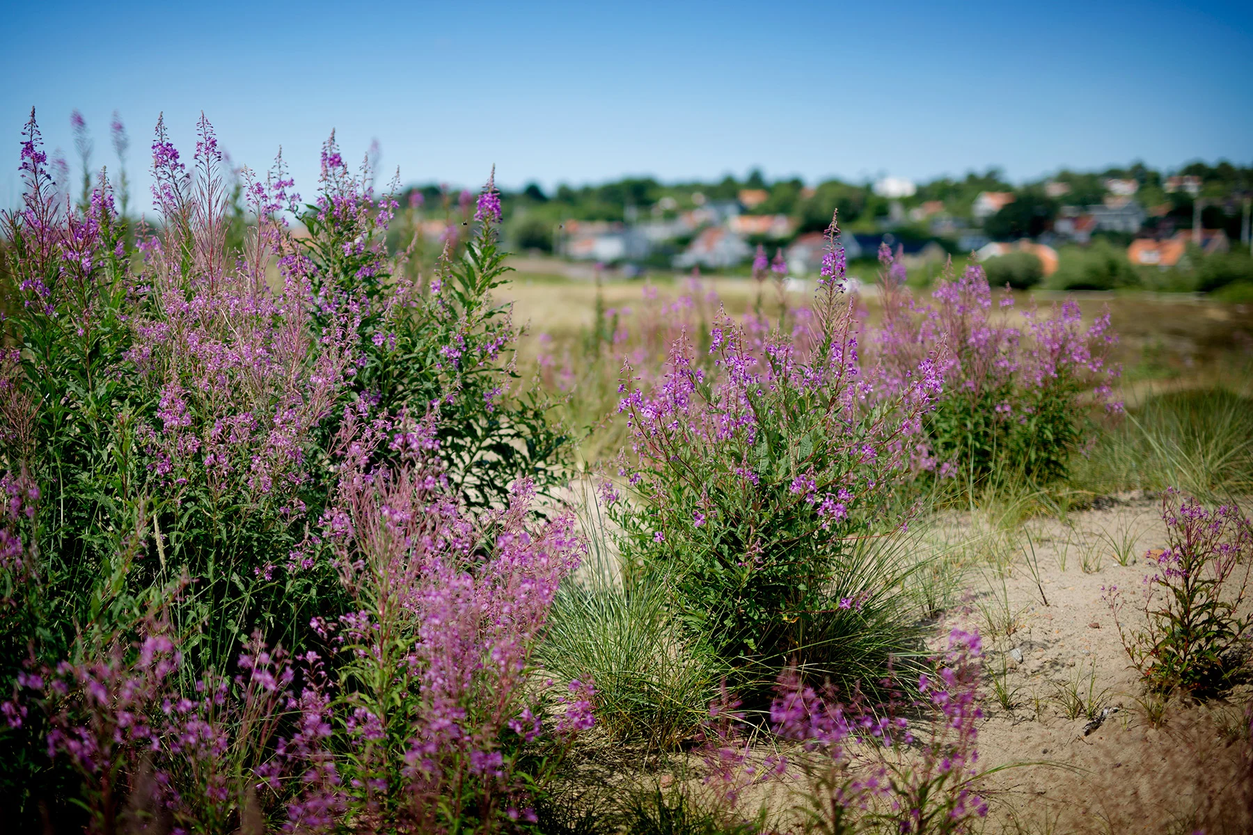 blogg-180626strandfynd25.jpg