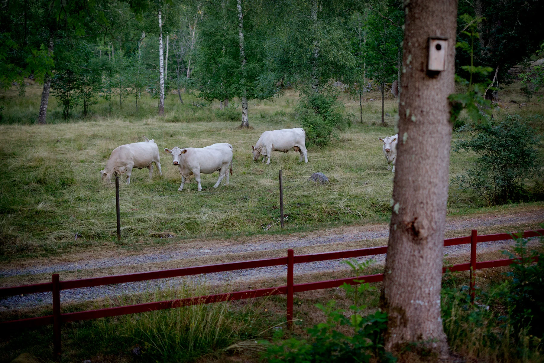 blogg-180712tilltorpet12.jpg