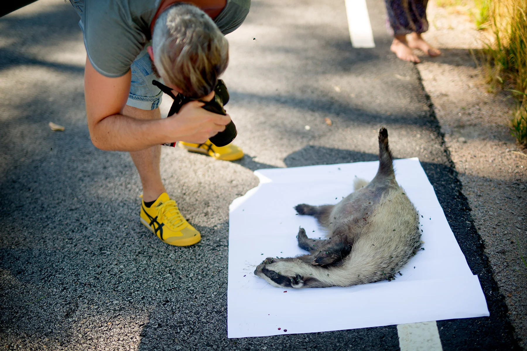 blogg-180713roadkill9.jpg