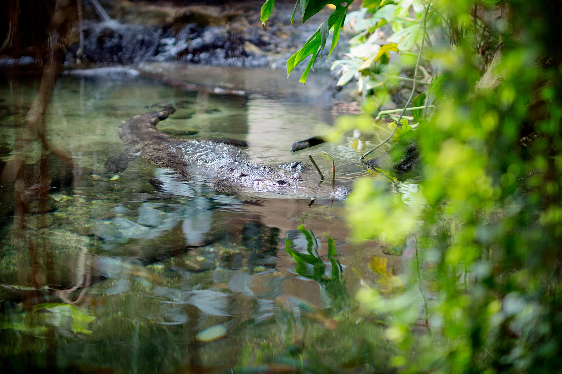 blogg-180803tiergarten8.jpg