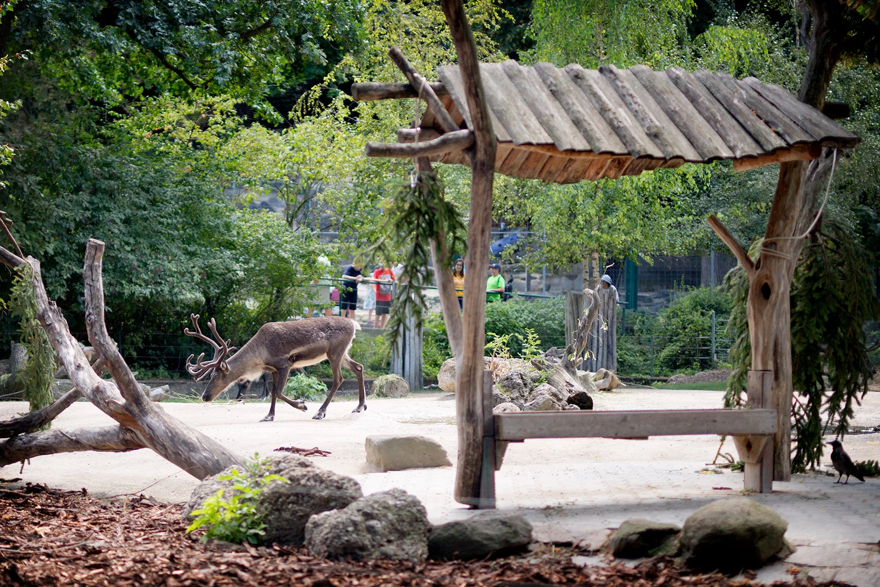 blogg-180803tiergarten32.jpg