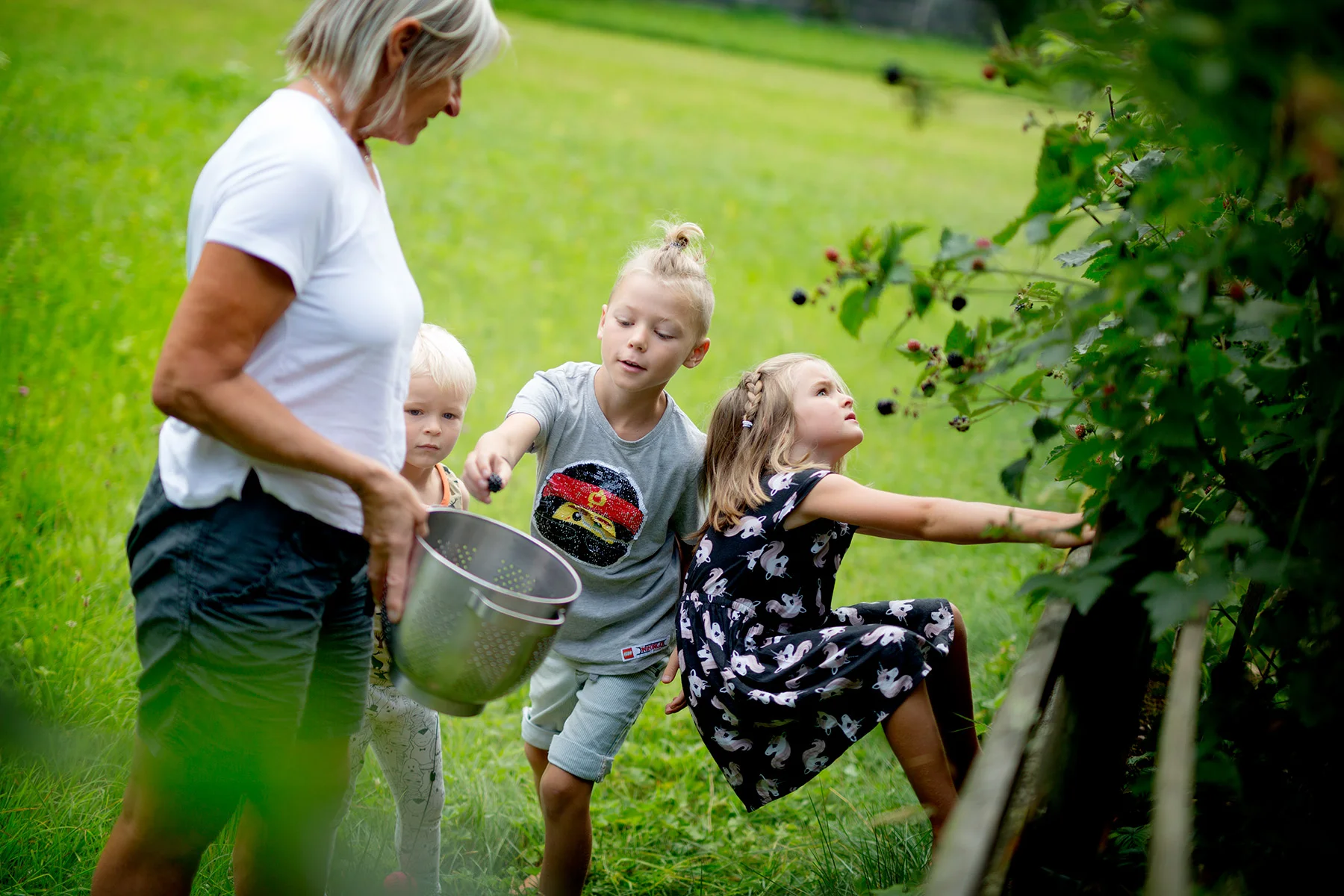 blogg-180805bjornbar2.jpg