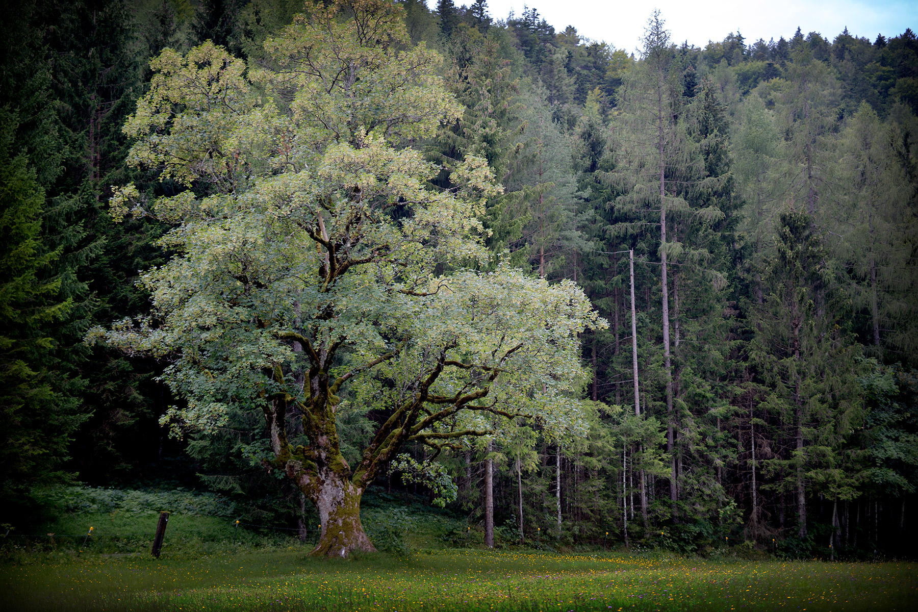 blogg-180807hintersteinersee23.jpg
