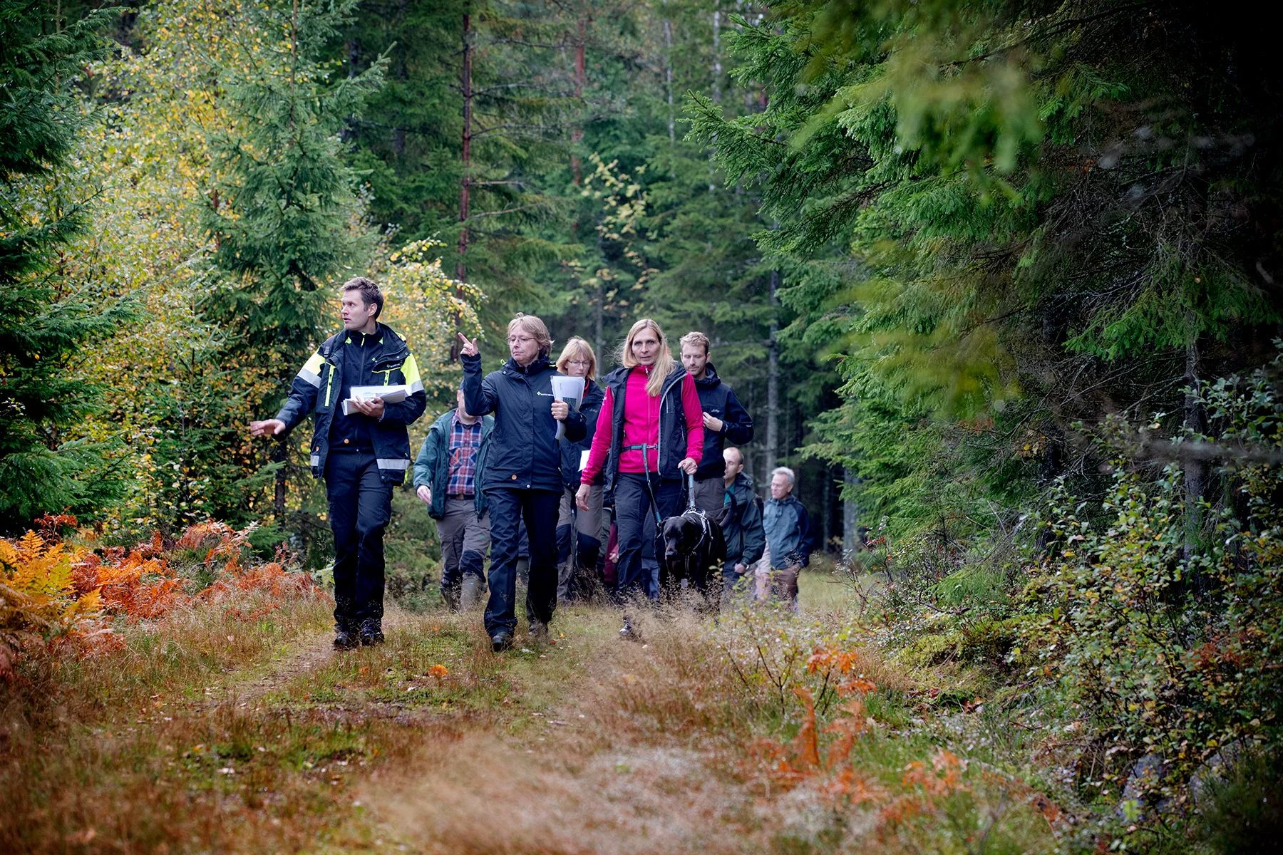 blogg-180921hampedalskogen2.jpg