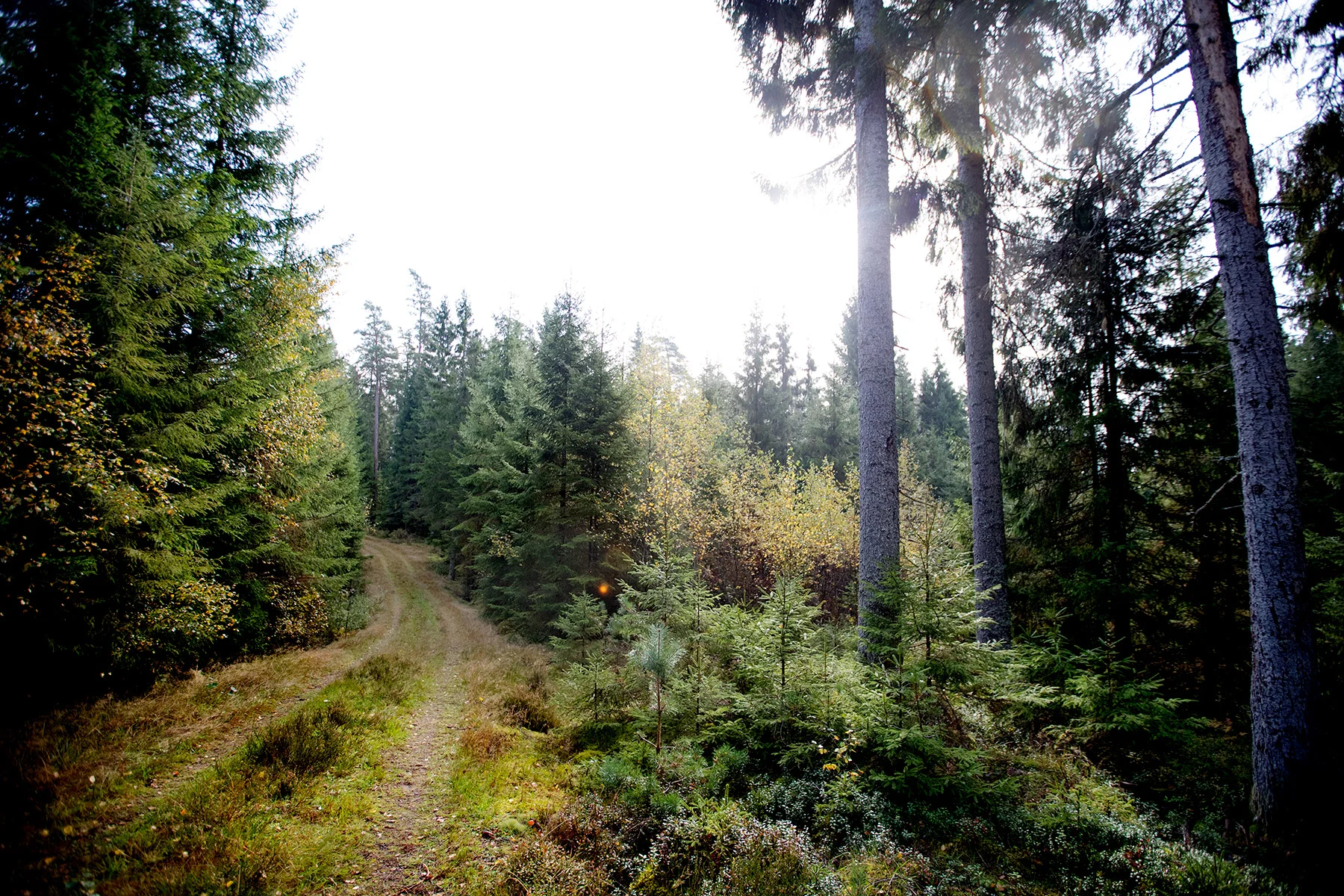 blogg-180921hampedalskogen1.jpg