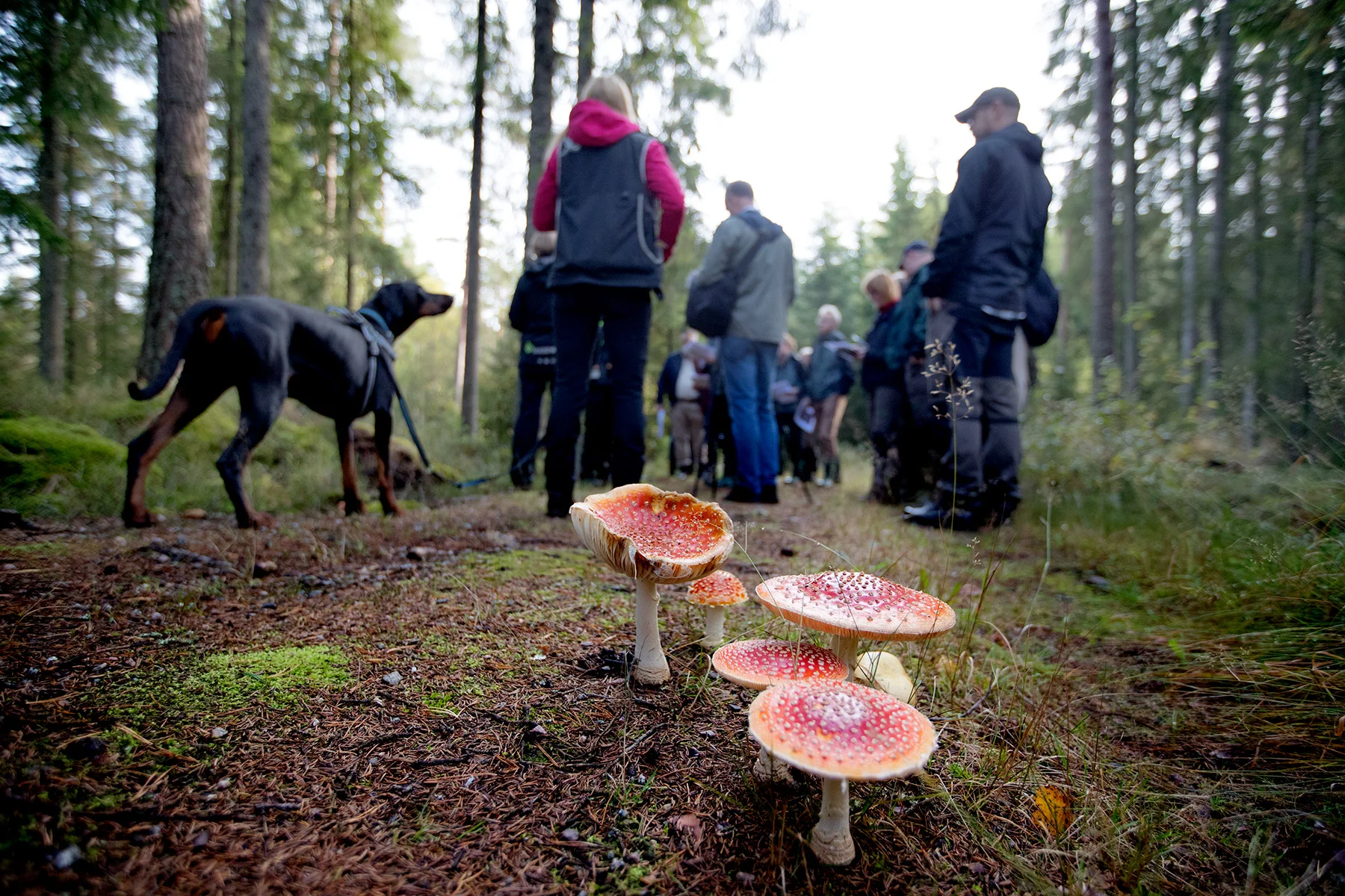 blogg-180921hampedalskogen6.jpg
