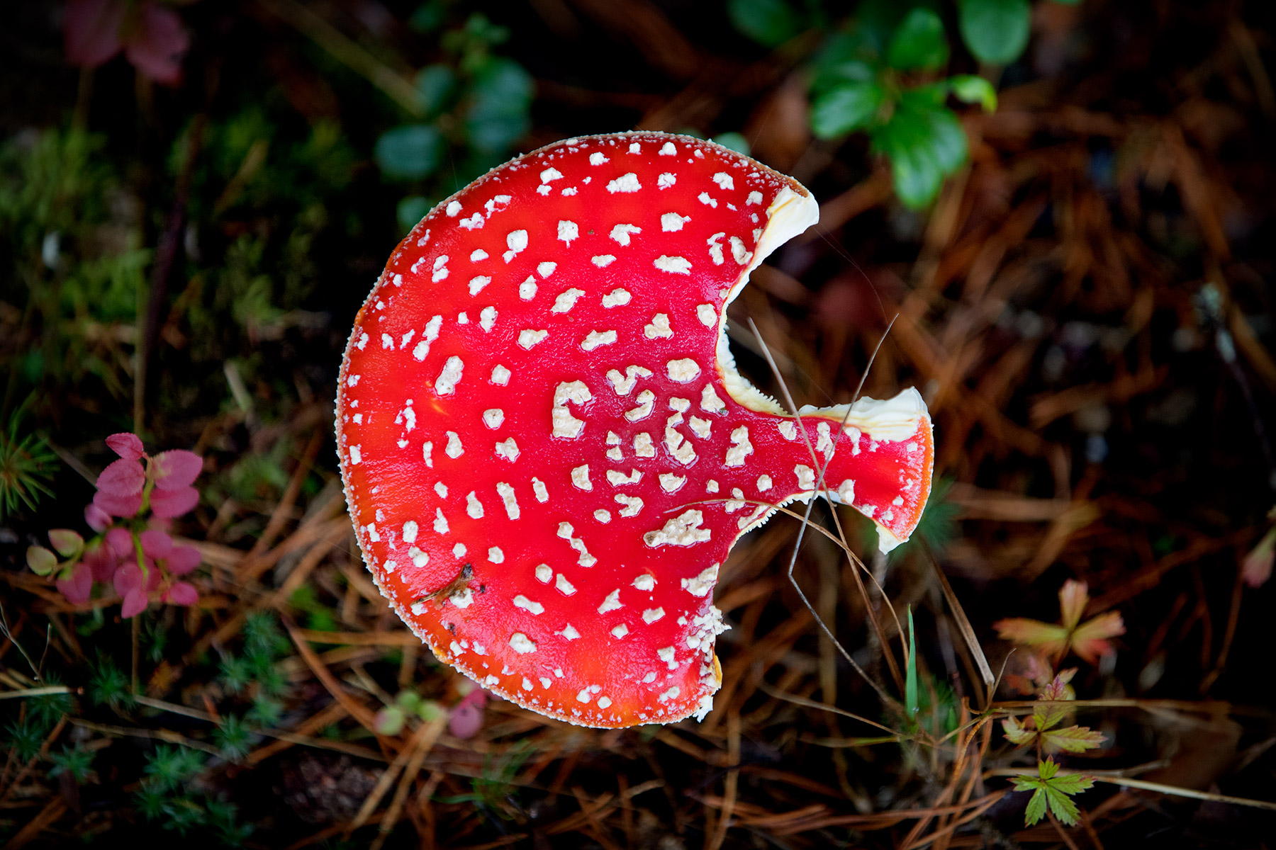 blogg-180921hampedalskogen10.jpg