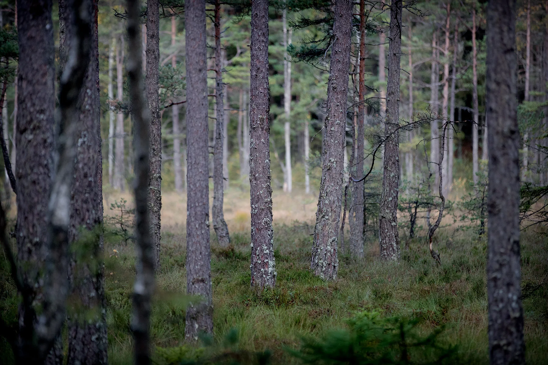 blogg-180921hampedalskogen13.jpg