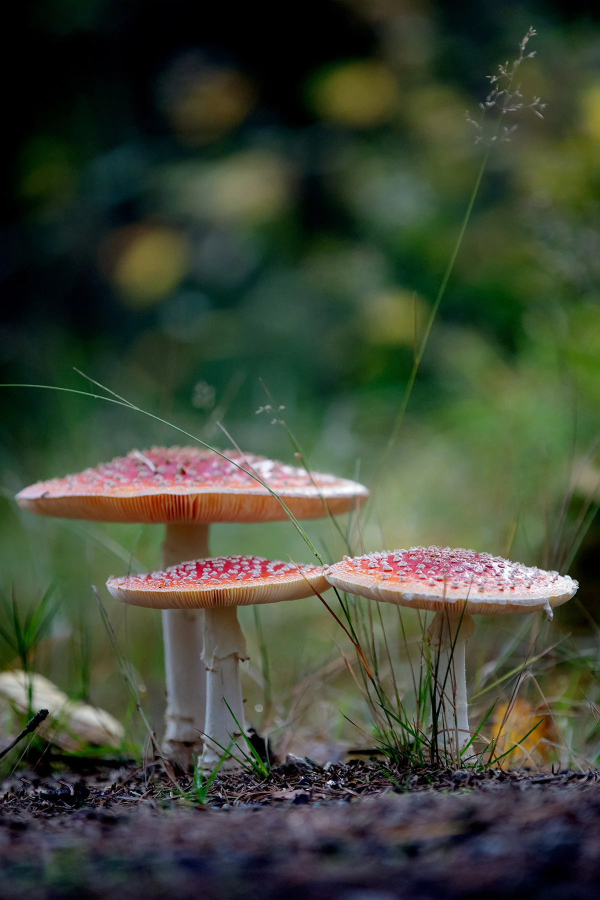 blogg-180921hampedalskogen14.jpg