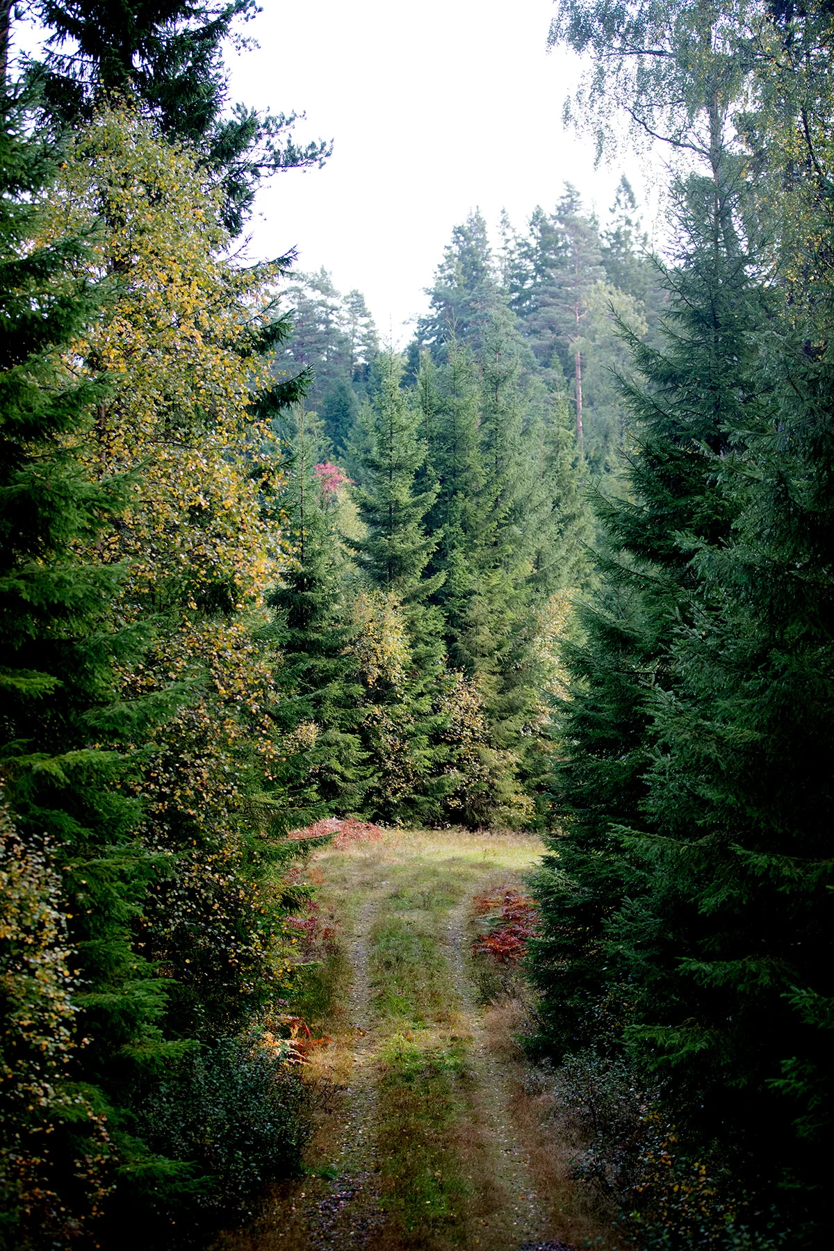 blogg-180921hampedalskogen16.jpg