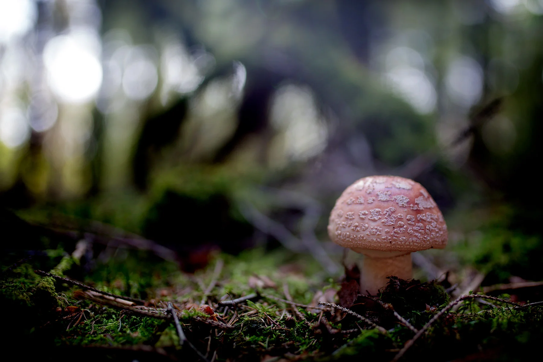 blogg-180923ambjornskogen5.jpg