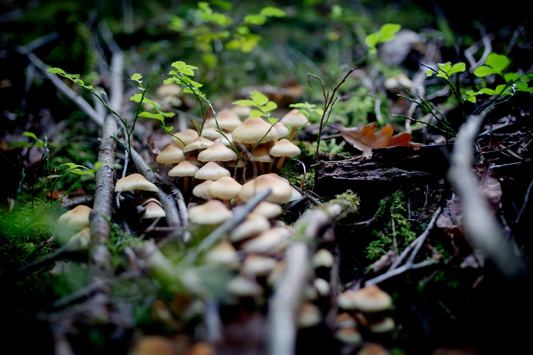 blogg-180923ambjornskogen7.jpg