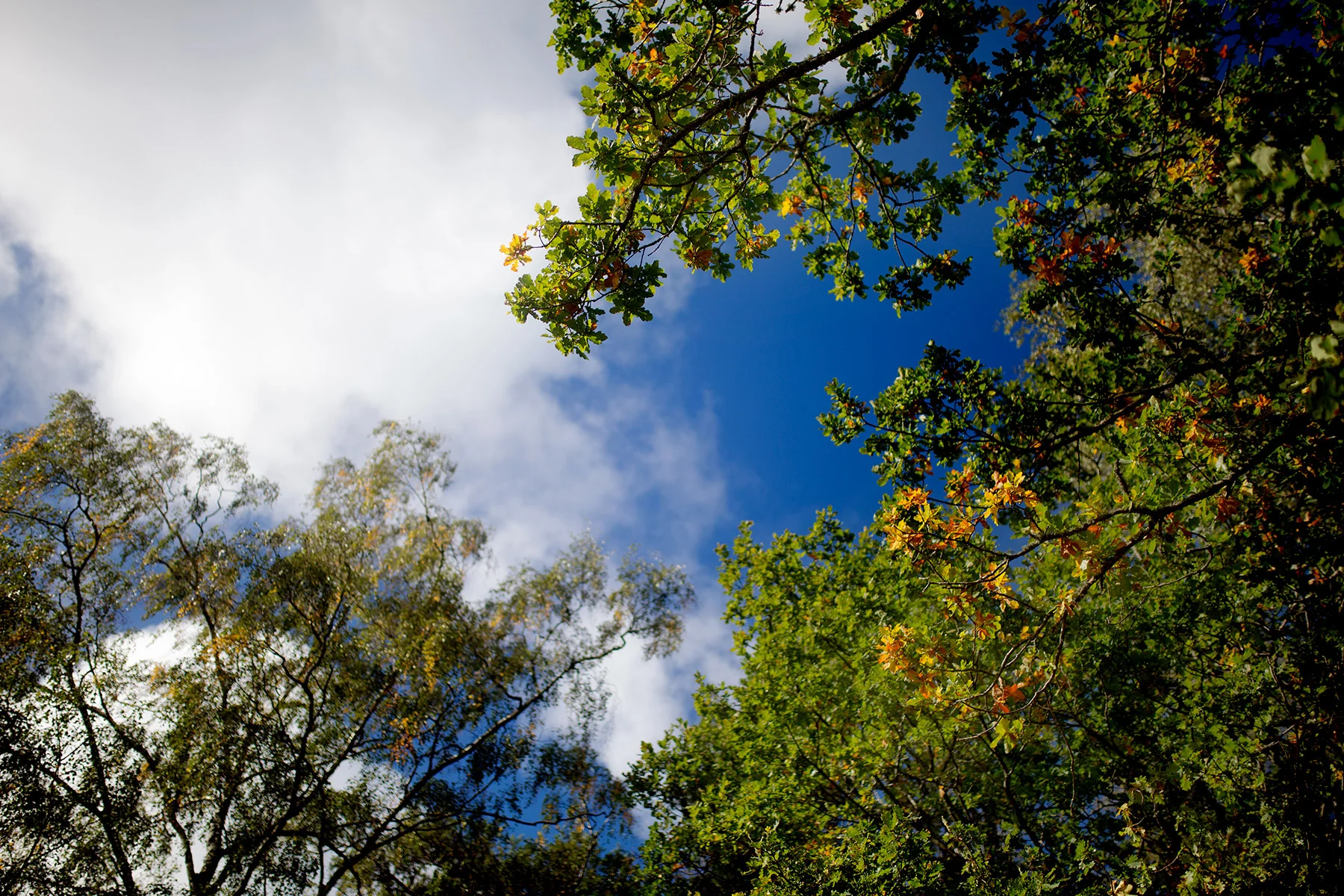 blogg-180923ambjornskogen17.jpg