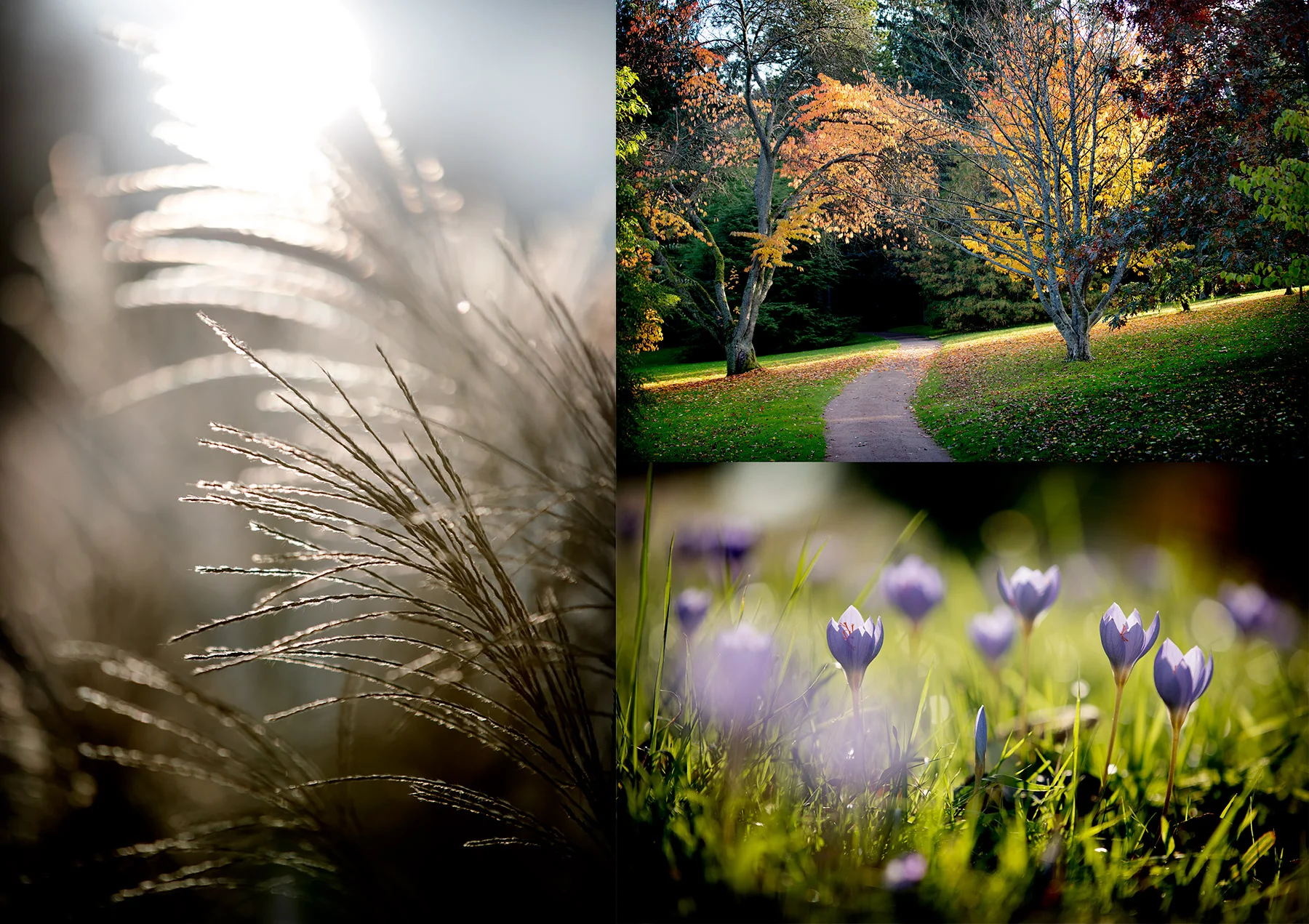 Botaniska